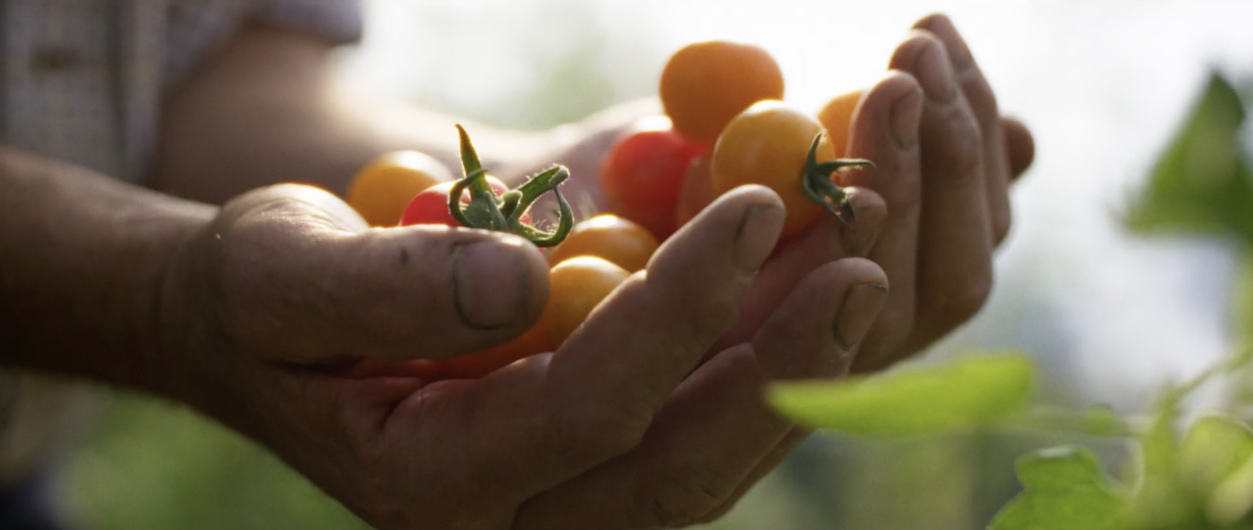 Homegrown Frames51.png