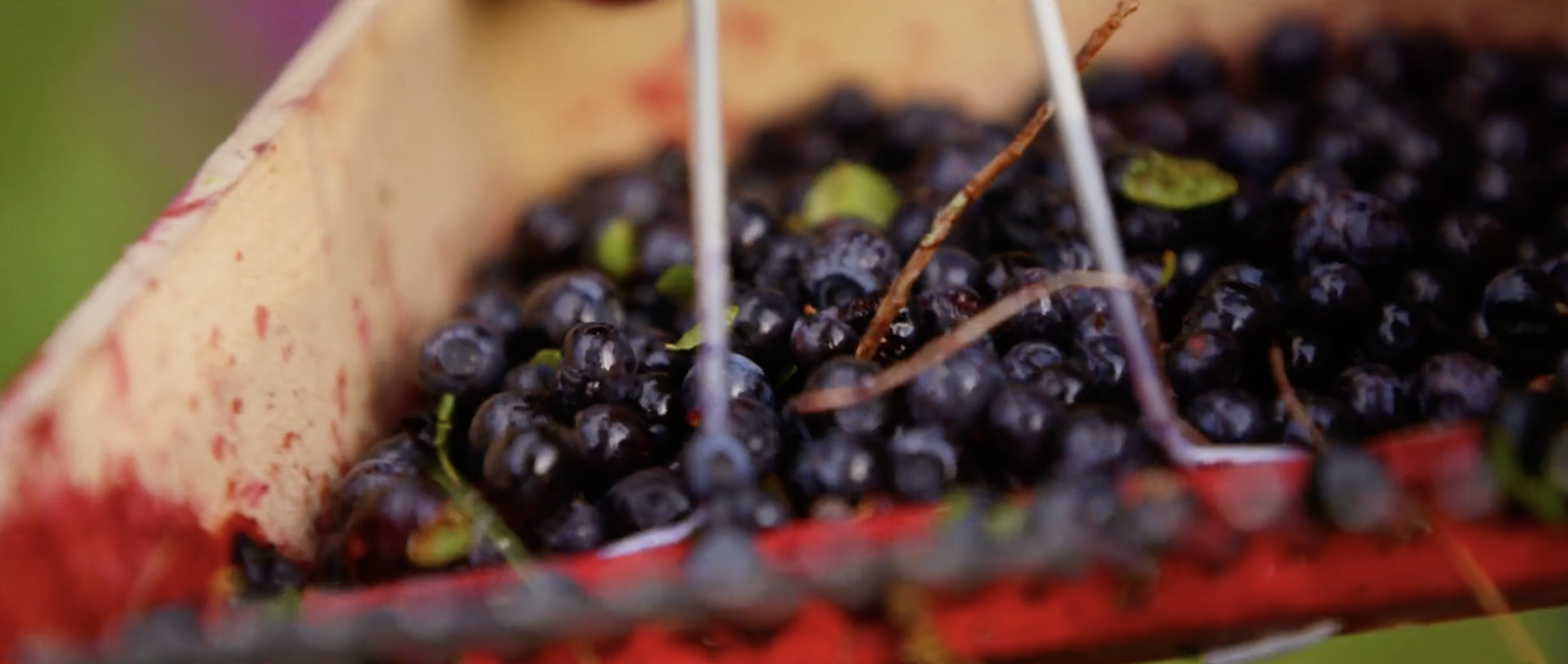 Homegrown Frames9.png