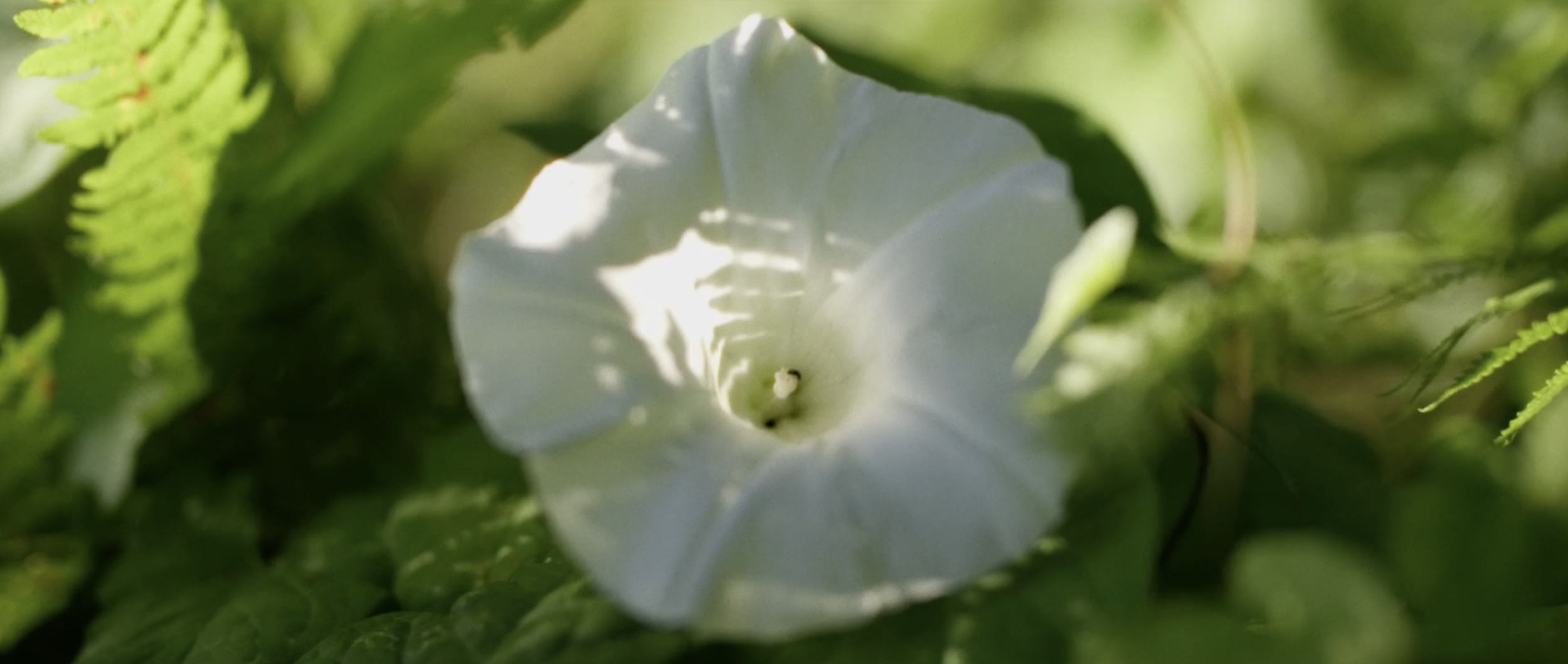 Homegrown Frames45.png