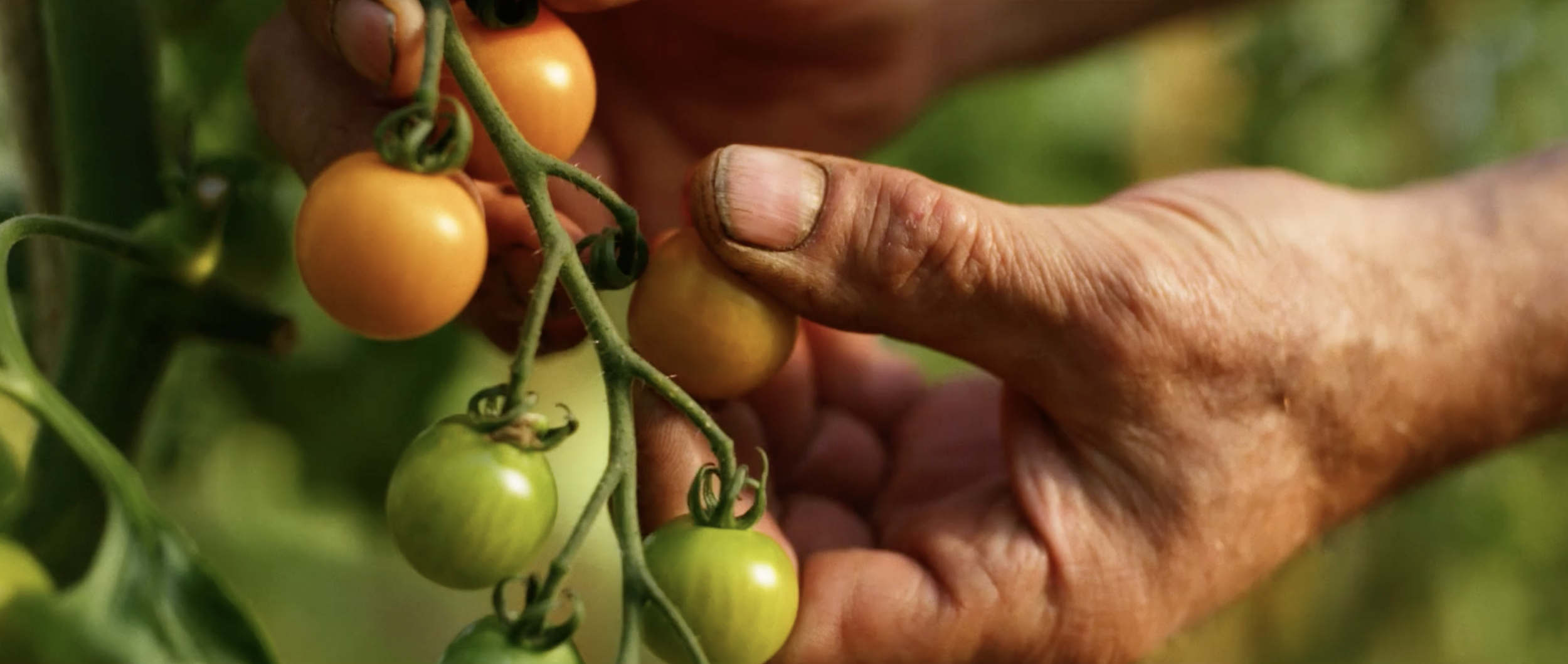 Homegrown Frames10.png