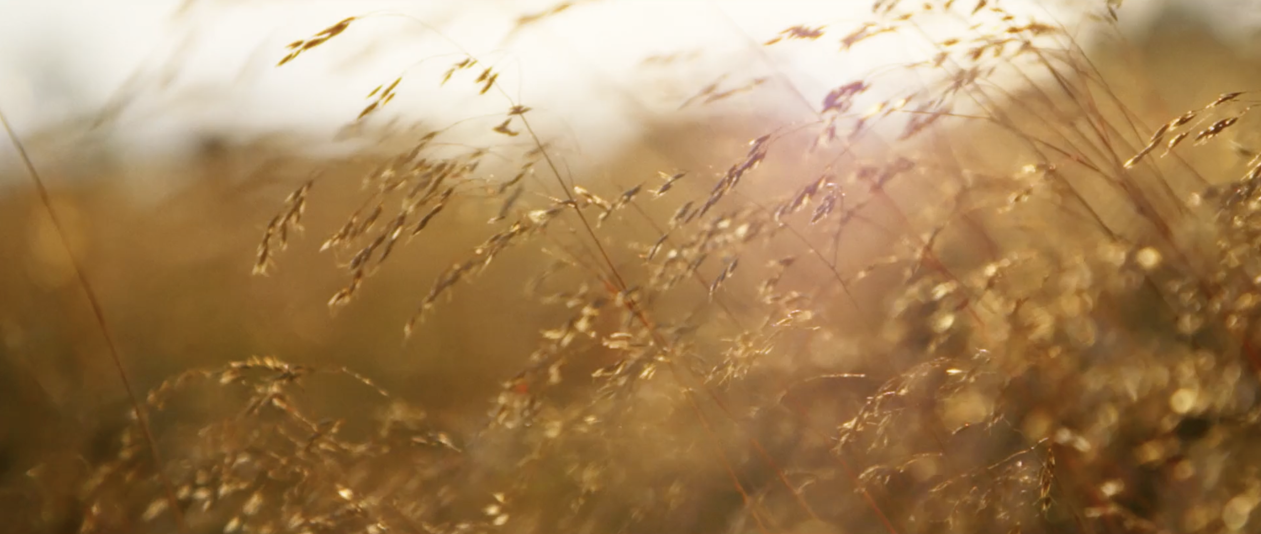 Homegrown Frames58.png