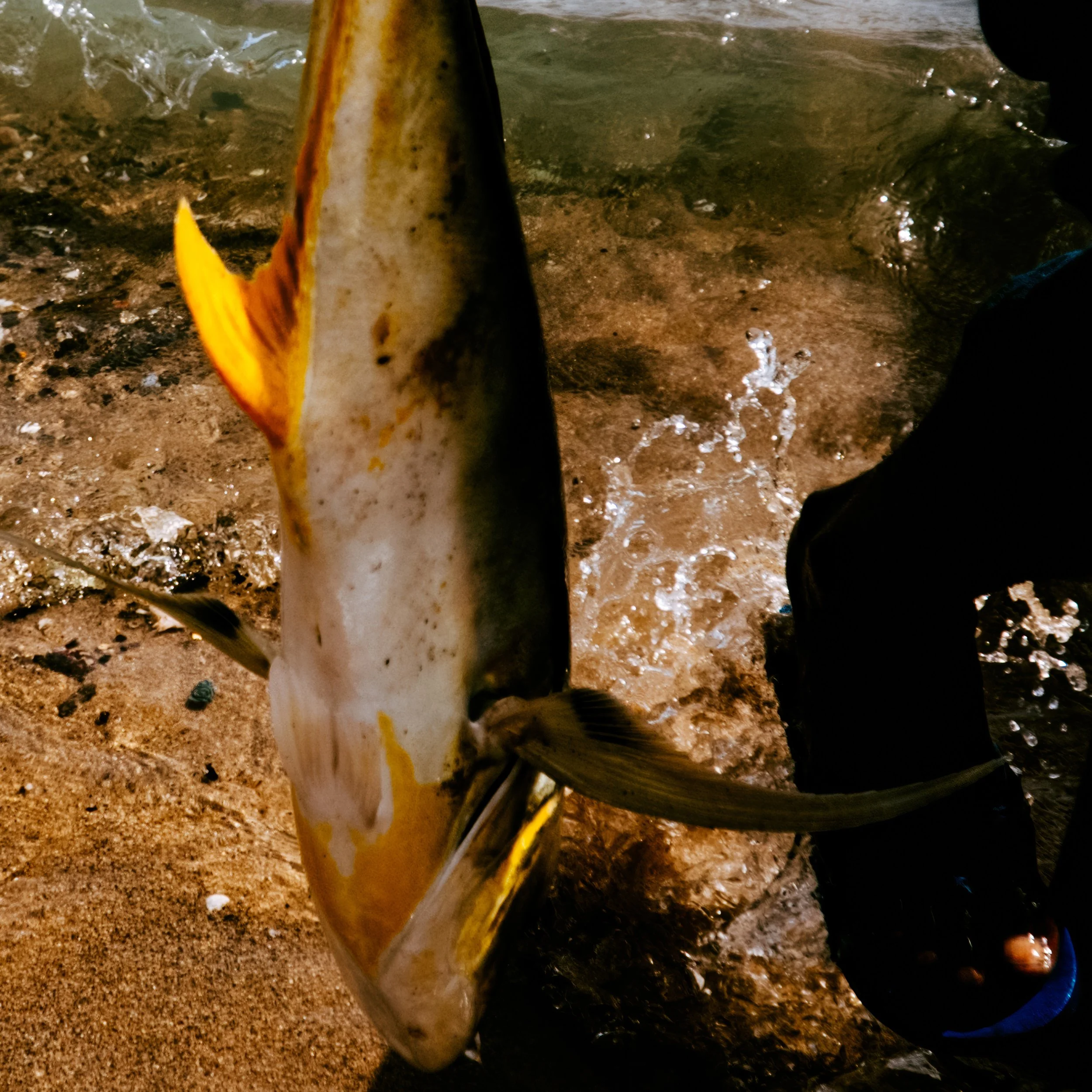 Fishing-IbraWane-Detail-1x1-Landing.jpg