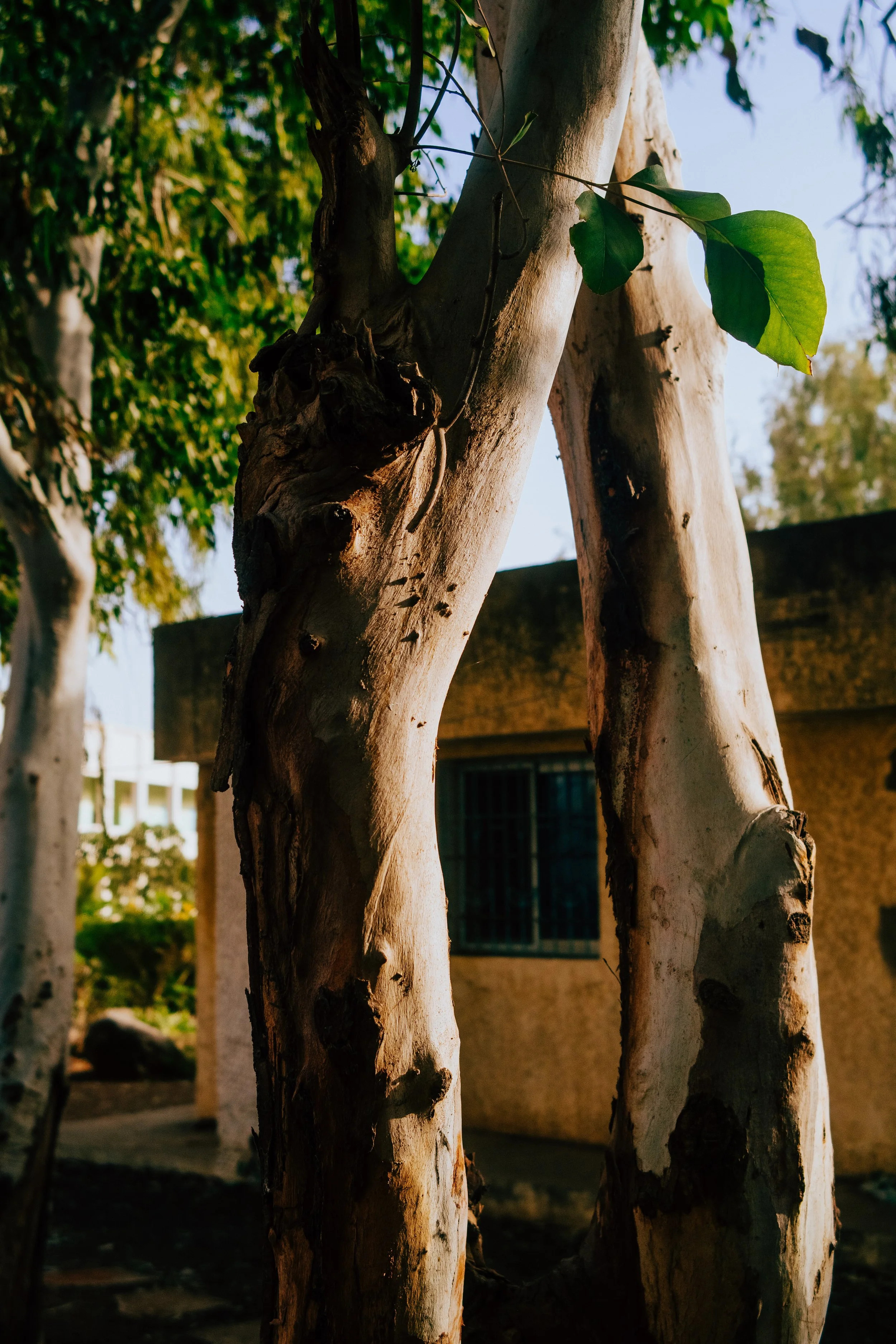 SOS_Village-Voisinnage-Dakar-260221-IbraWaneDSC07581.jpg