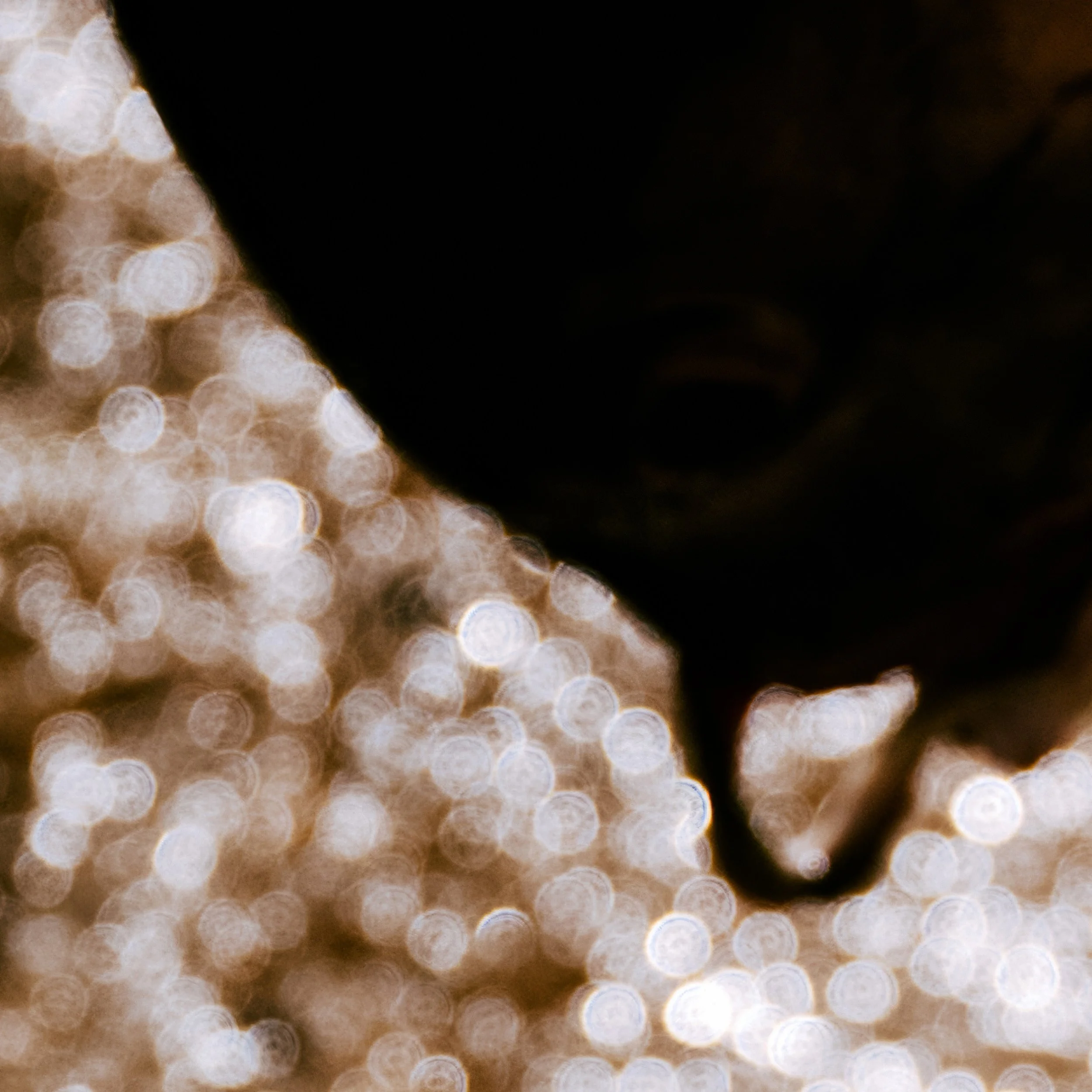 Fishing-IbraWane-Detail-1x1-FishOutOfWater.jpg