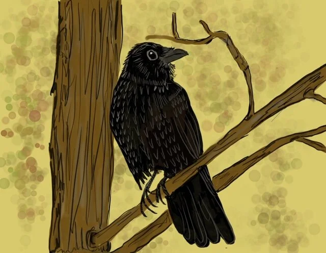 Crow.jpg