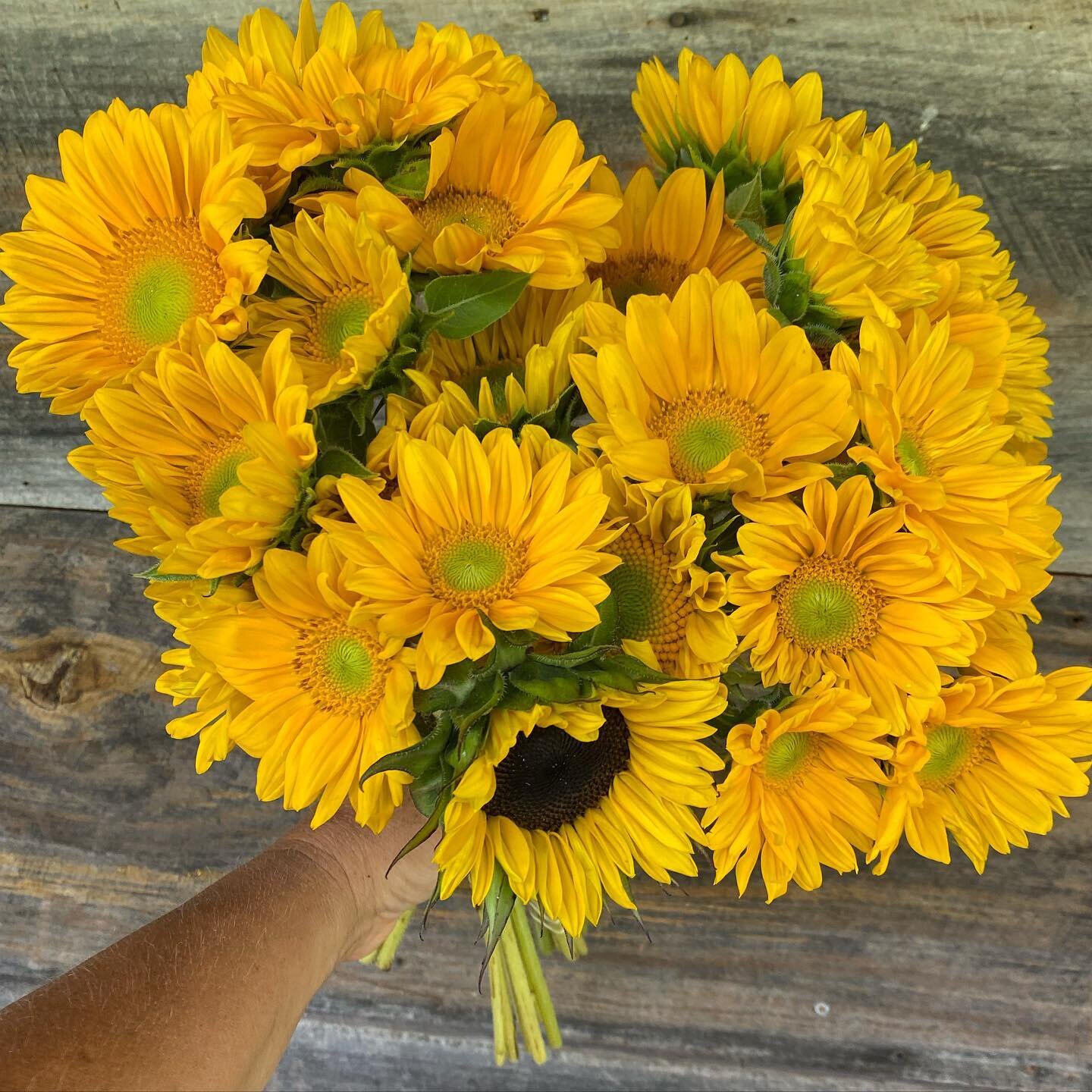 When you buy sunflowers from @floraasheville this week the money will be donated to people affected by the flooding in our community.  Go grab a bundle or two!