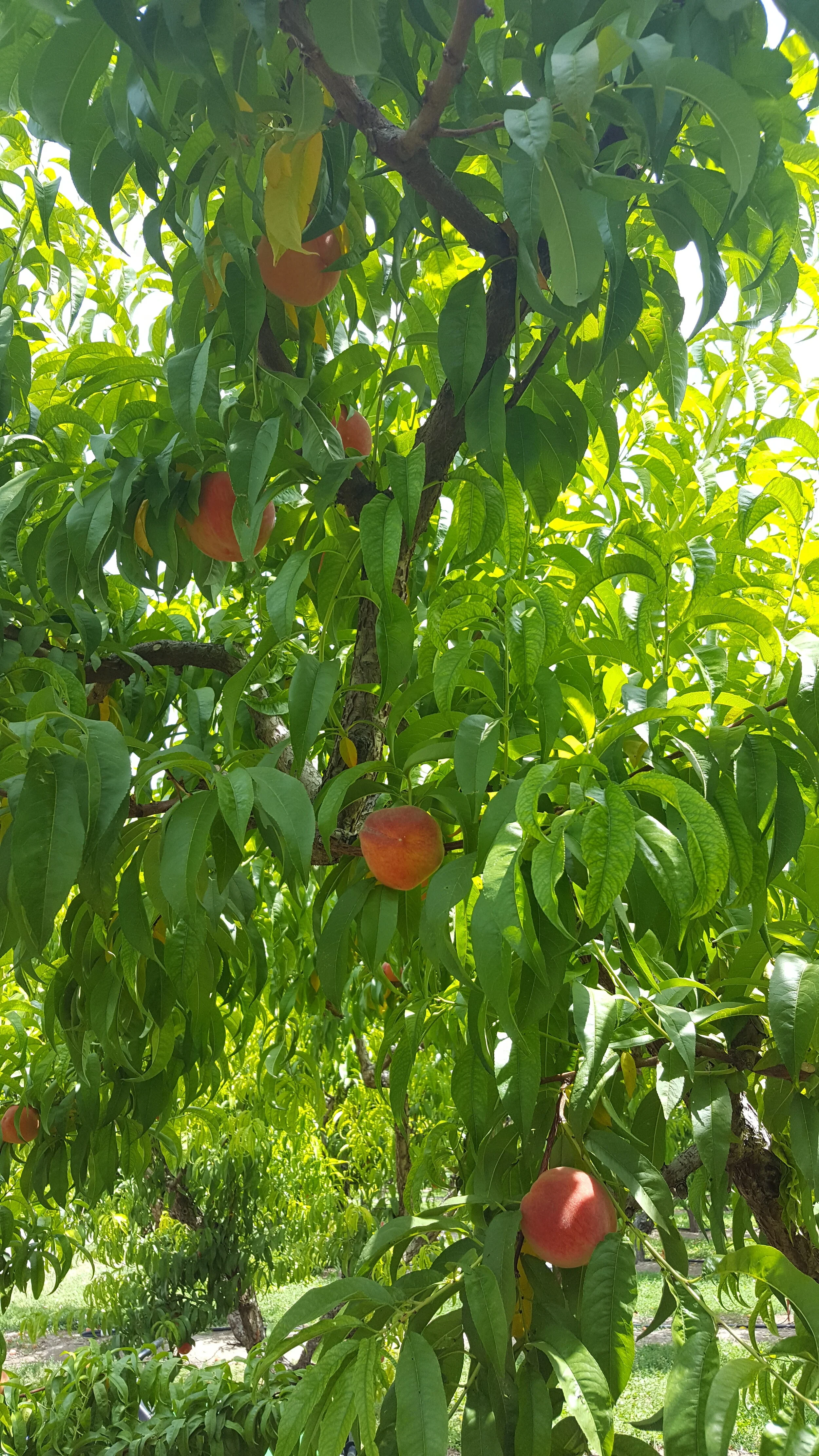 20160802_134939.jpg