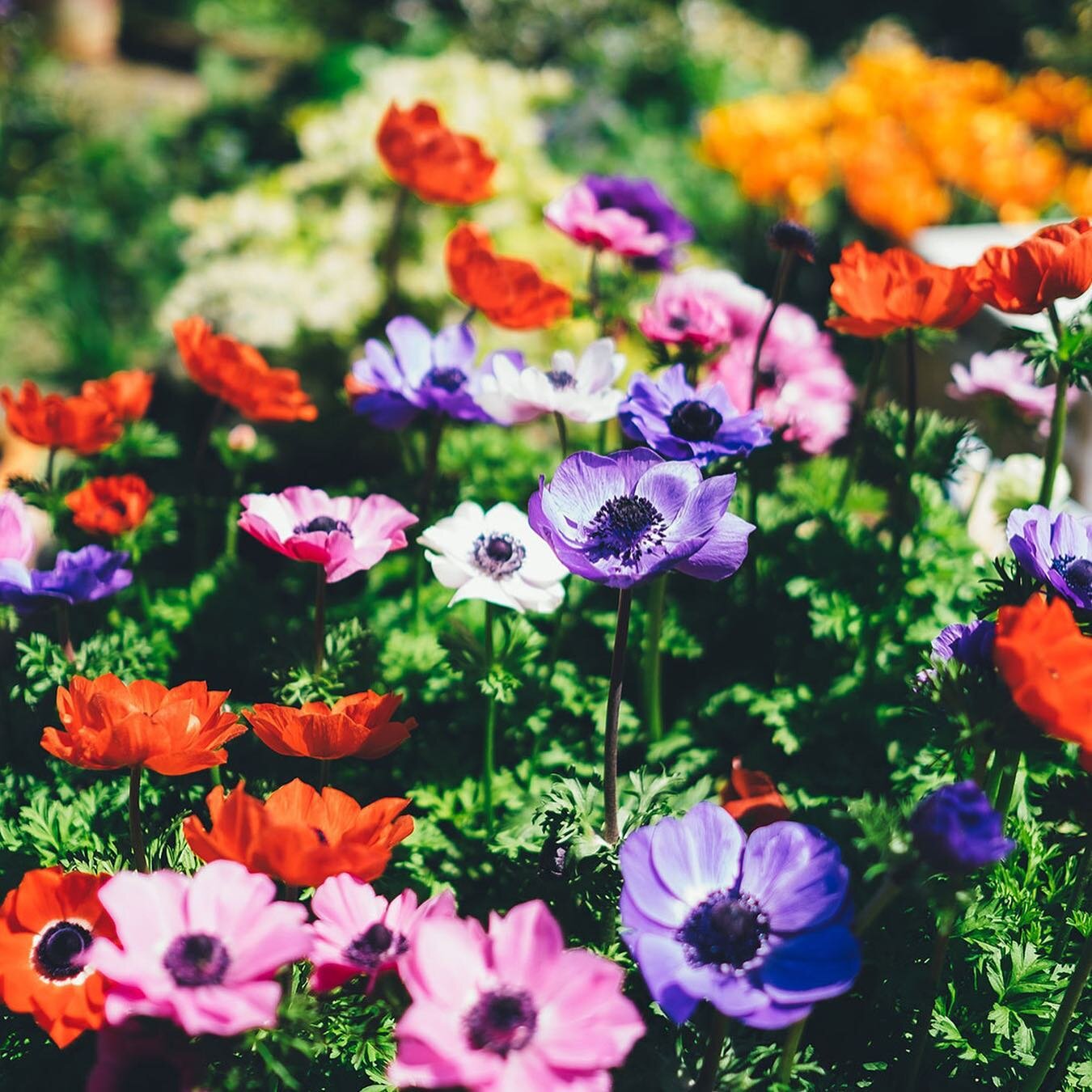 Through the snow, wind and rain there are signs that spring is on its way. Can&rsquo;t wait to see a bit more colour in our gardens... scroll for some of our springtime favourites... what&rsquo;s yours?  #garden #gardendesign #landscapers_of_instagra