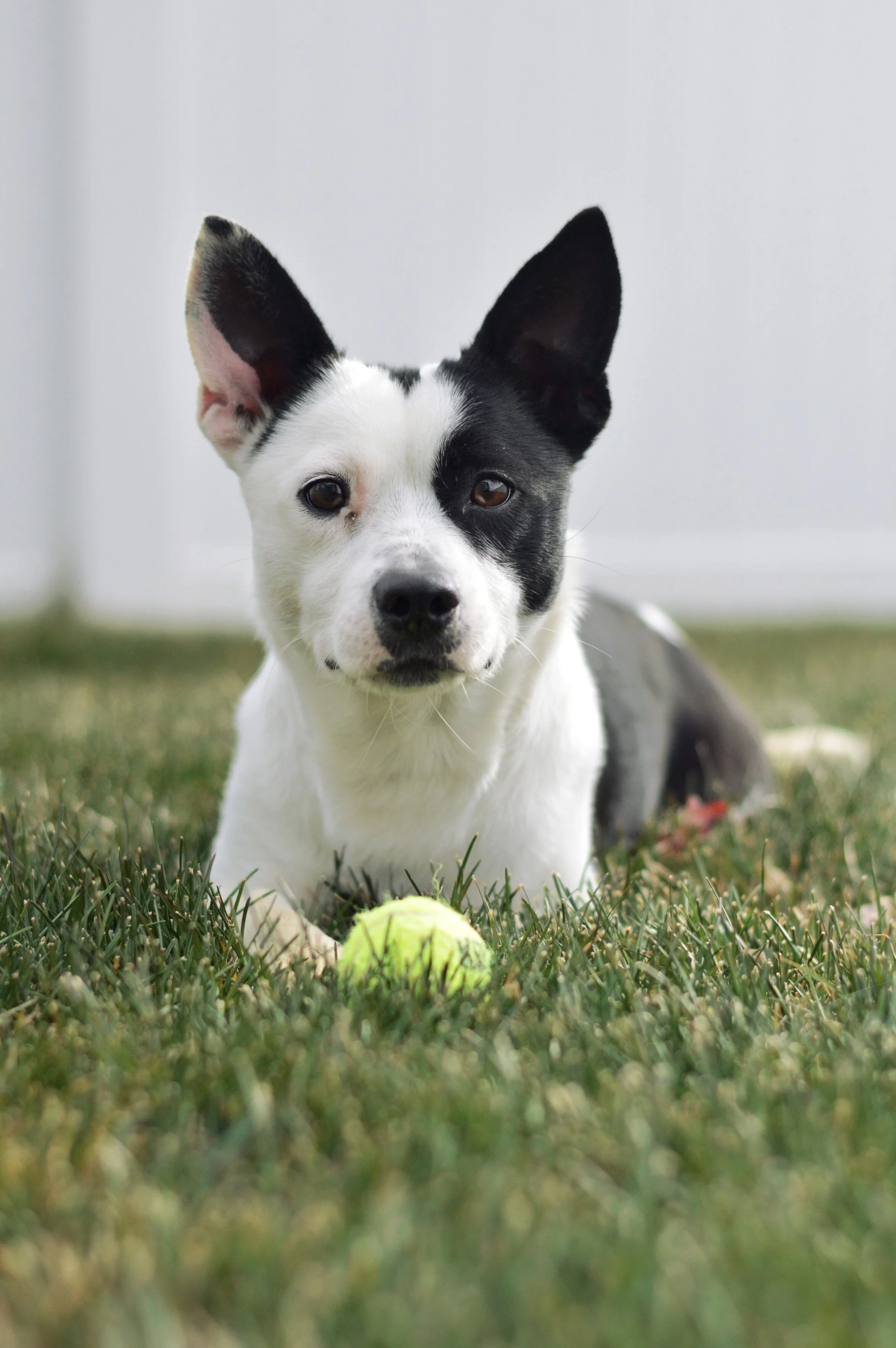 Dog Training Cheyenne, WY DogSquared Training and Enrichment