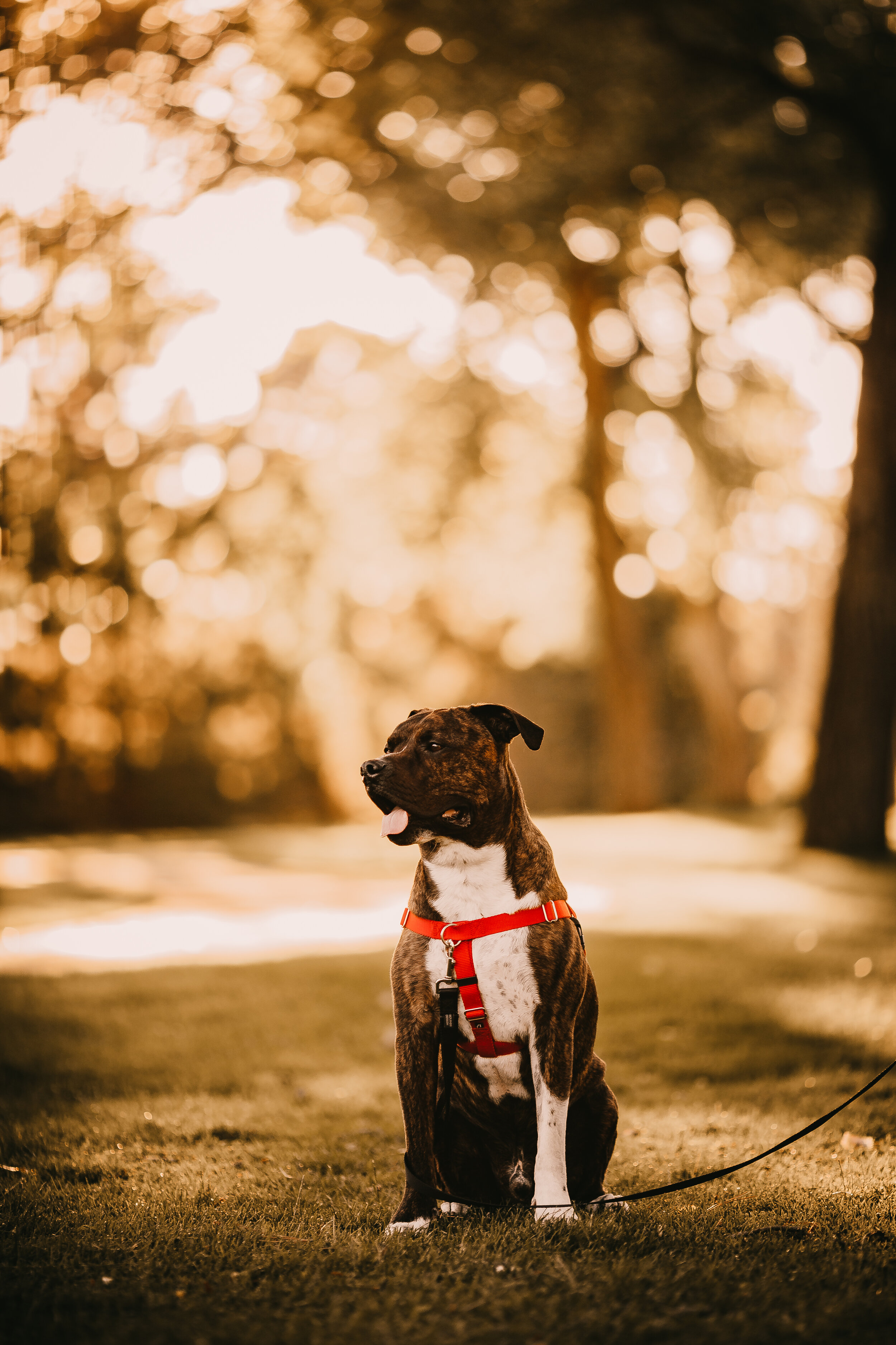 Dog Training Cheyenne, WY — DogSquared Training and Enrichment