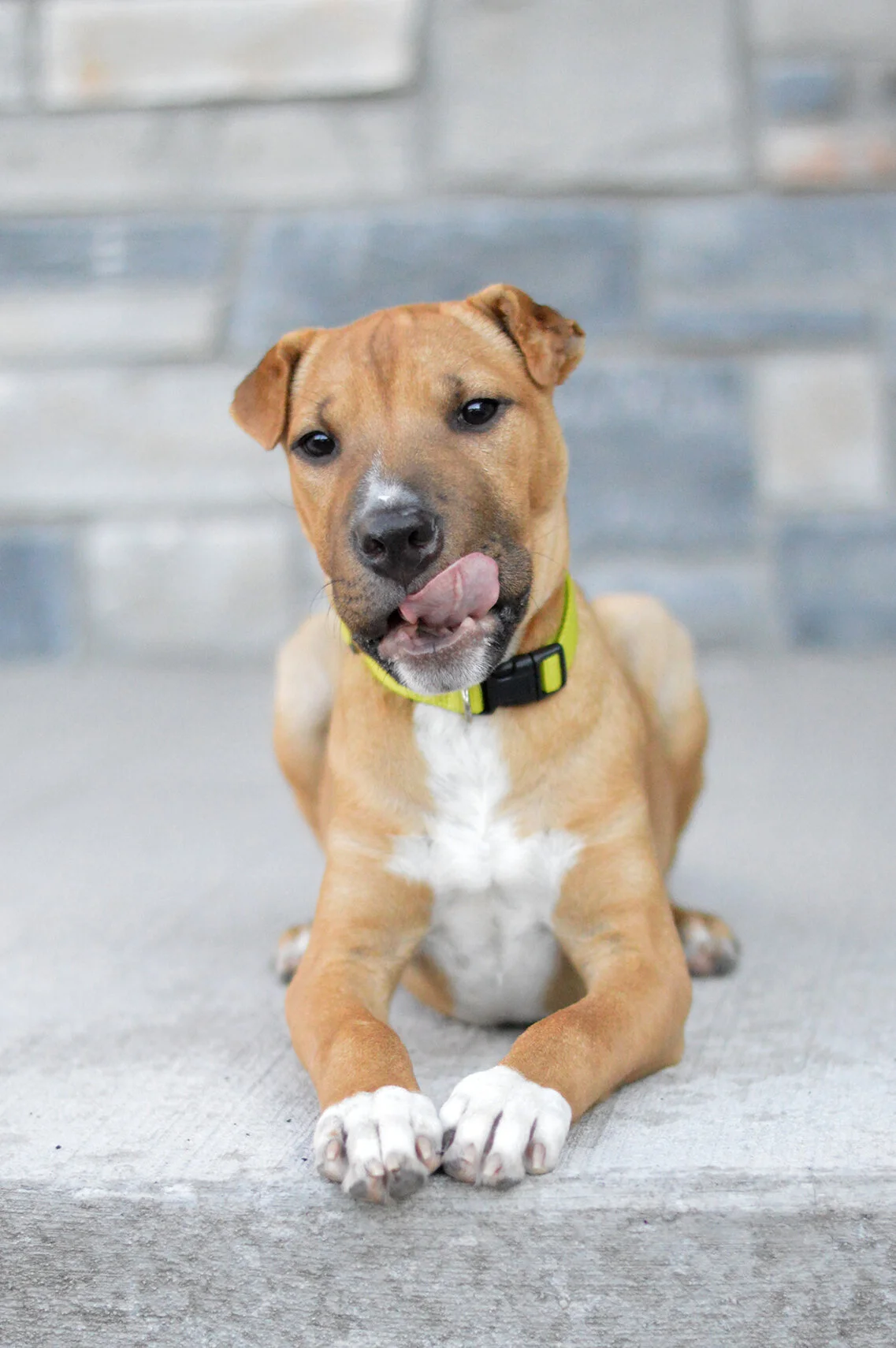 Dog Training Cheyenne, WY DogSquared Training and Enrichment