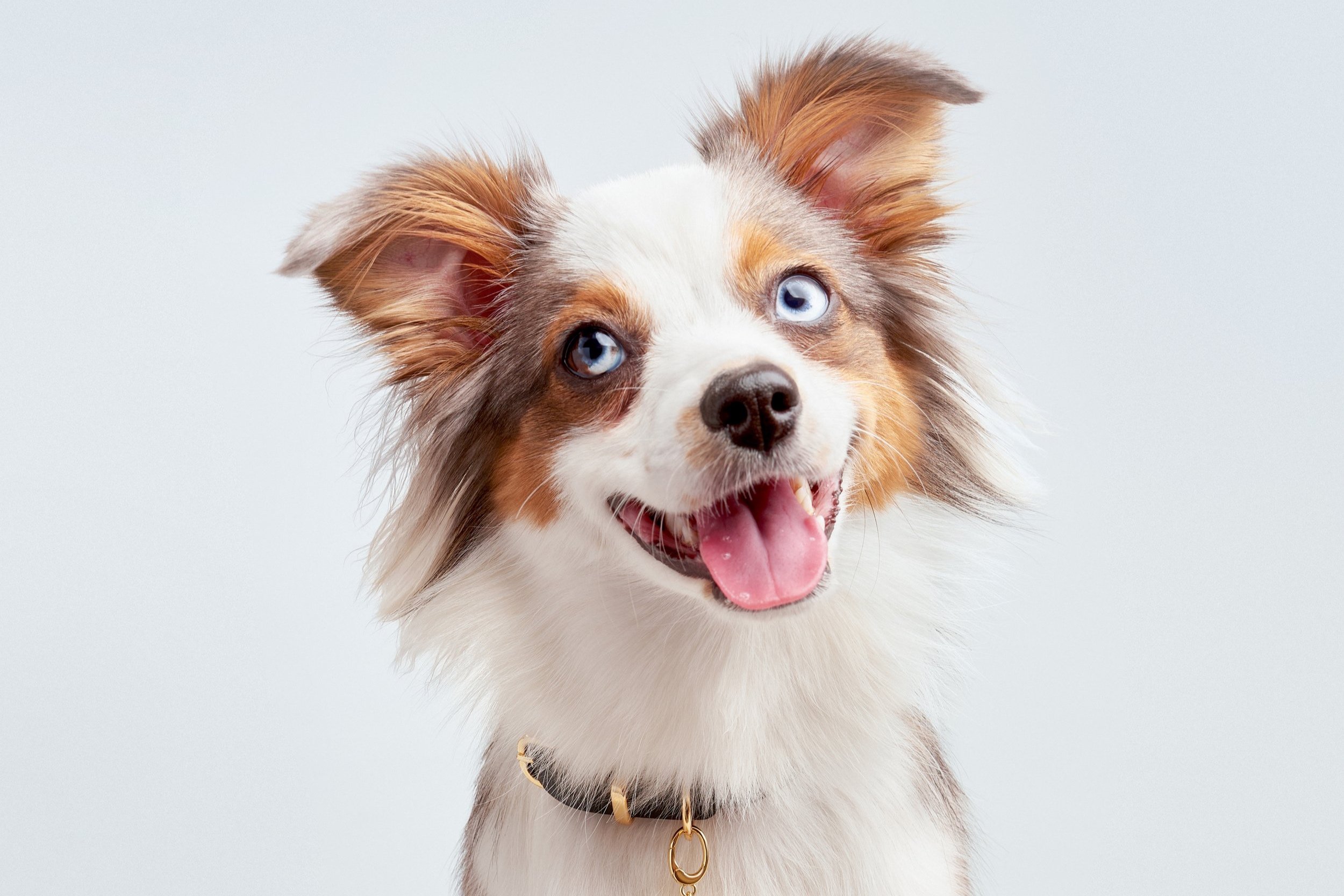 Scamper & Co. Pet Accessories