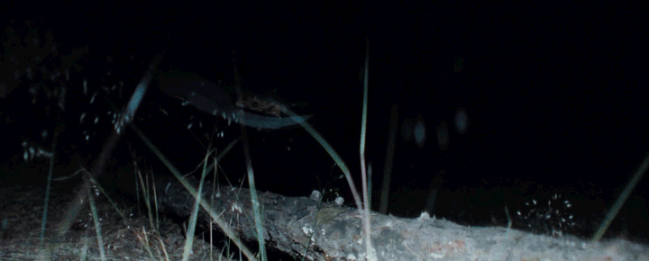 DRYLL-ThumbNail-Quer.gif