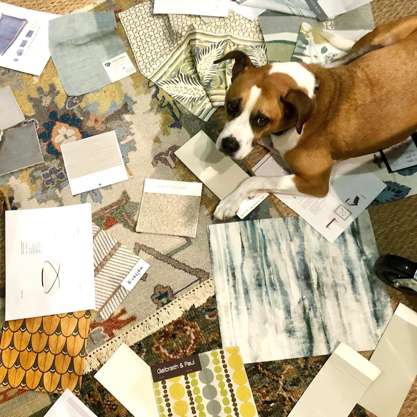 Our cute assistant helping concept a new project 🐶 🎨 💭 

#interiordesign #dogfriendly #concepting #homedesign