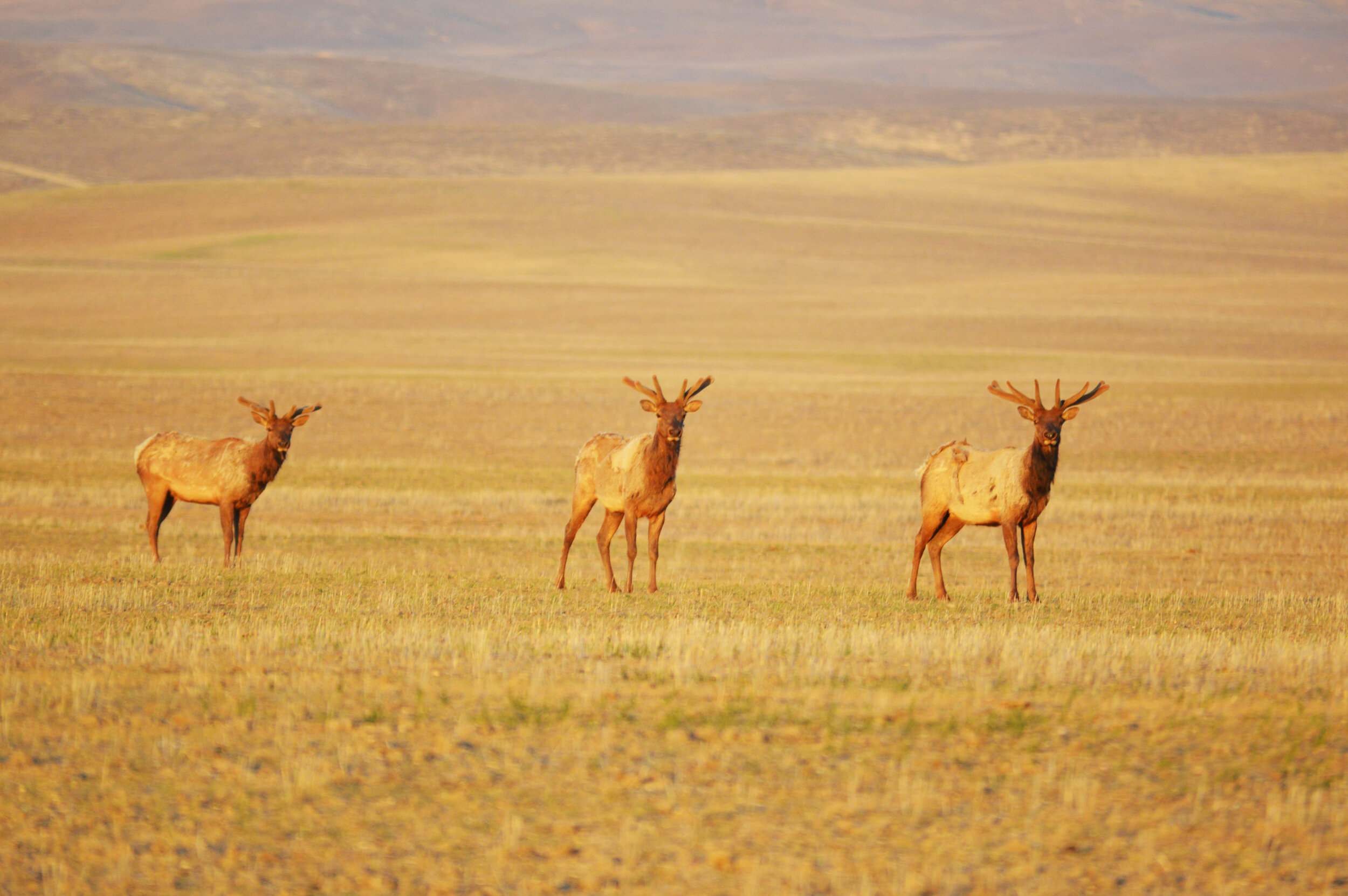 Elk5.jpg