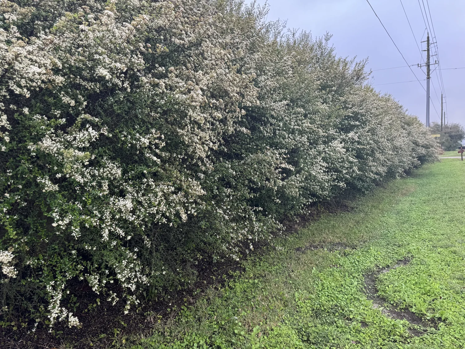 Walter_s_Viburnum_Viburnum_obovatum  Florida Native Plants Nursery &  Landscaping