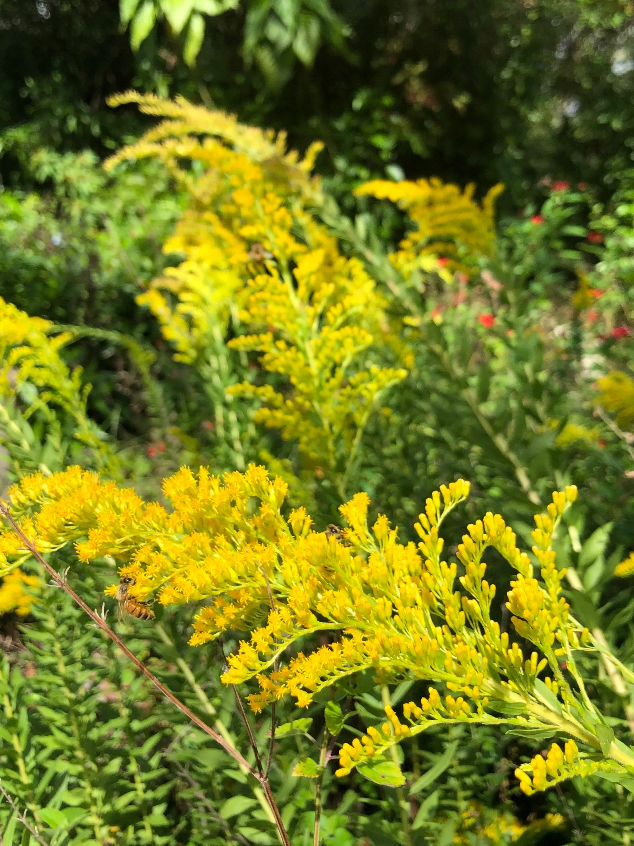 Canada Goldenrod