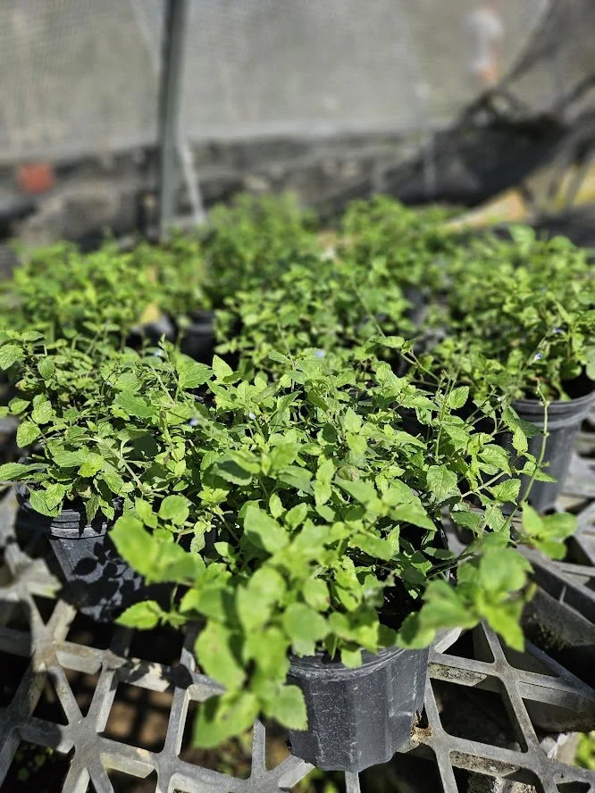Creeping Sage, Salvia misella  Florida Native Plants Nursery & Landscaping
