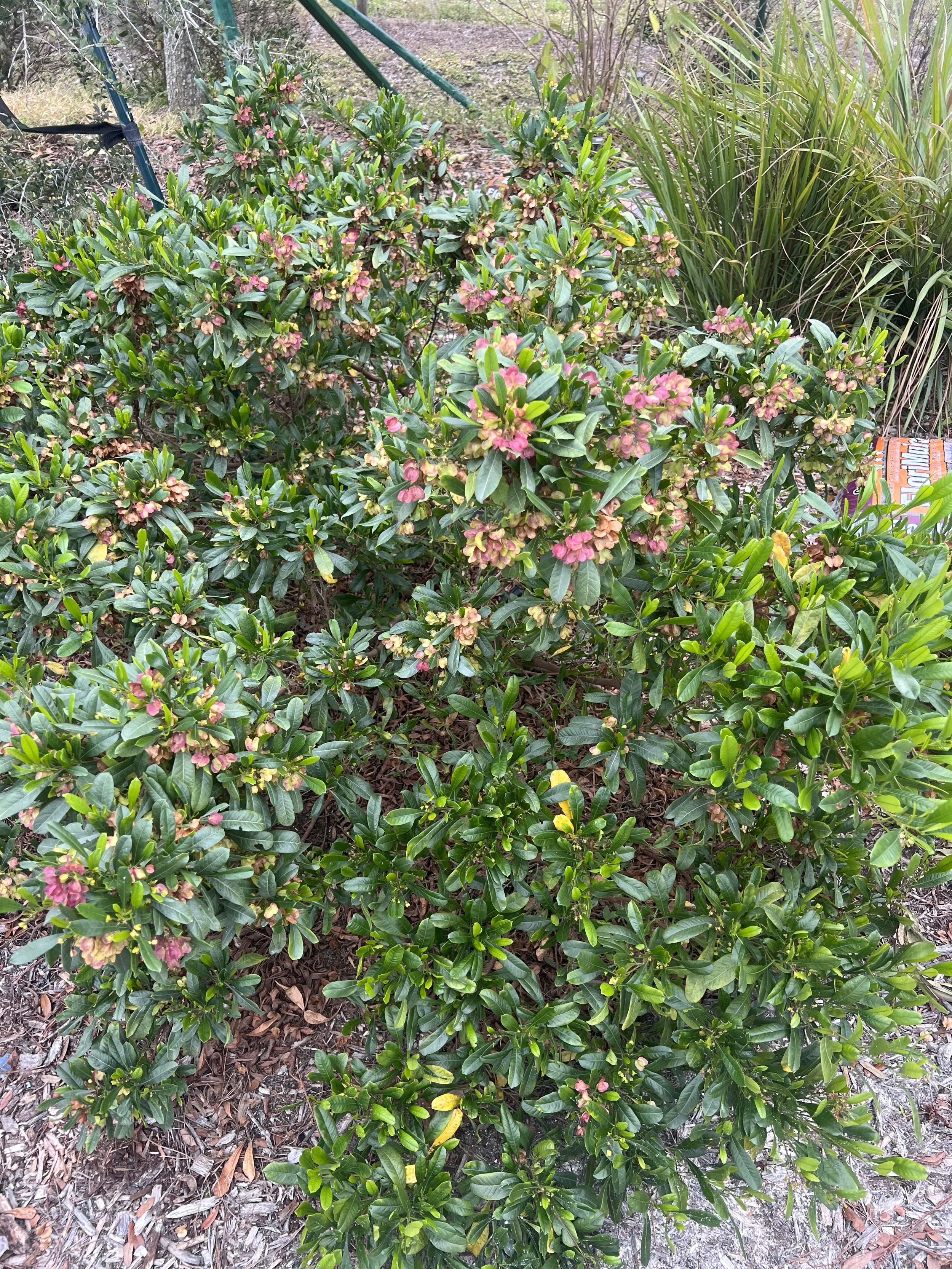 Walter's Viburnum (Viburnum obovatum) — Florida Native Plants Nursery ...