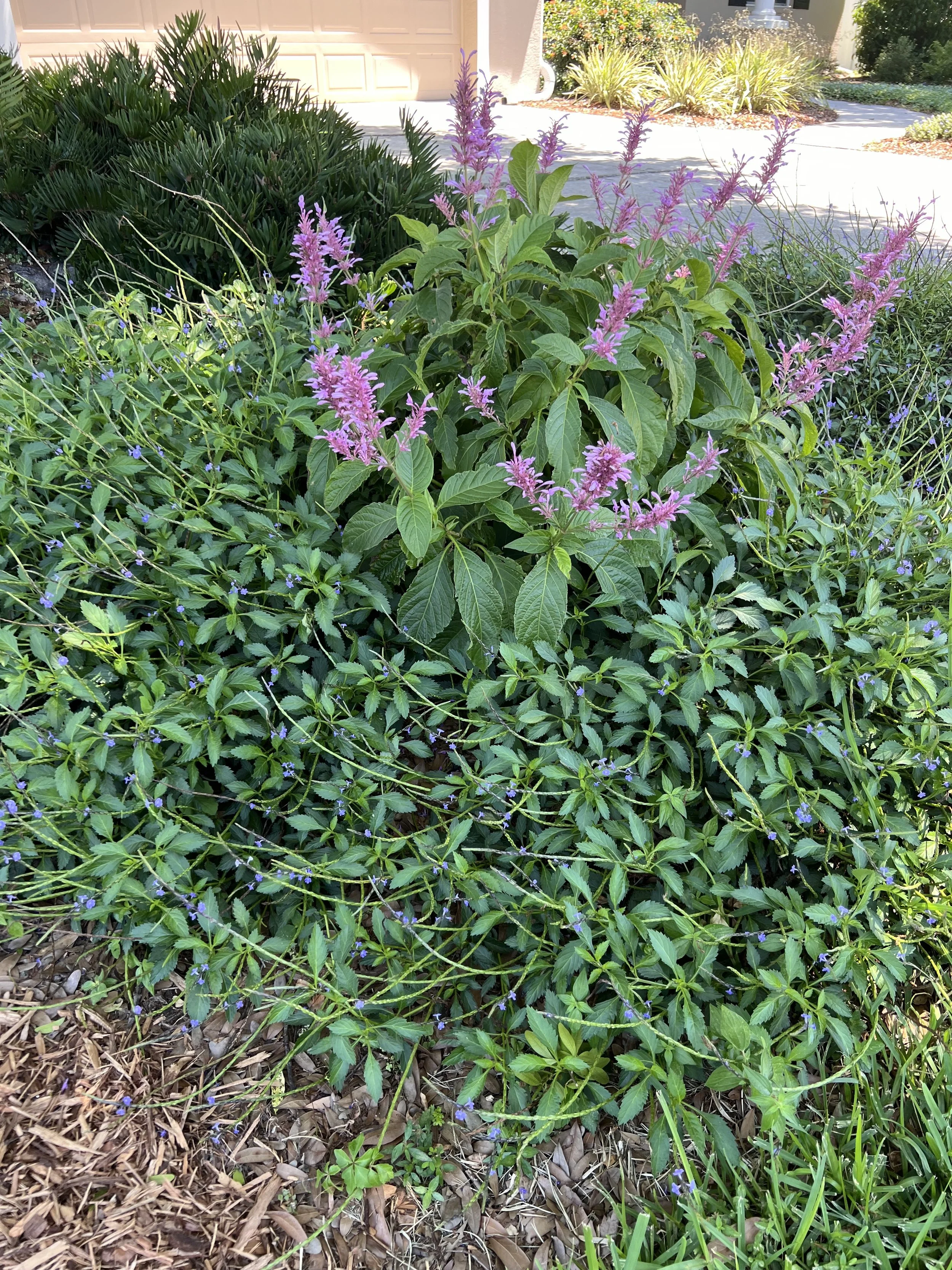 IMG_8265.jpeg