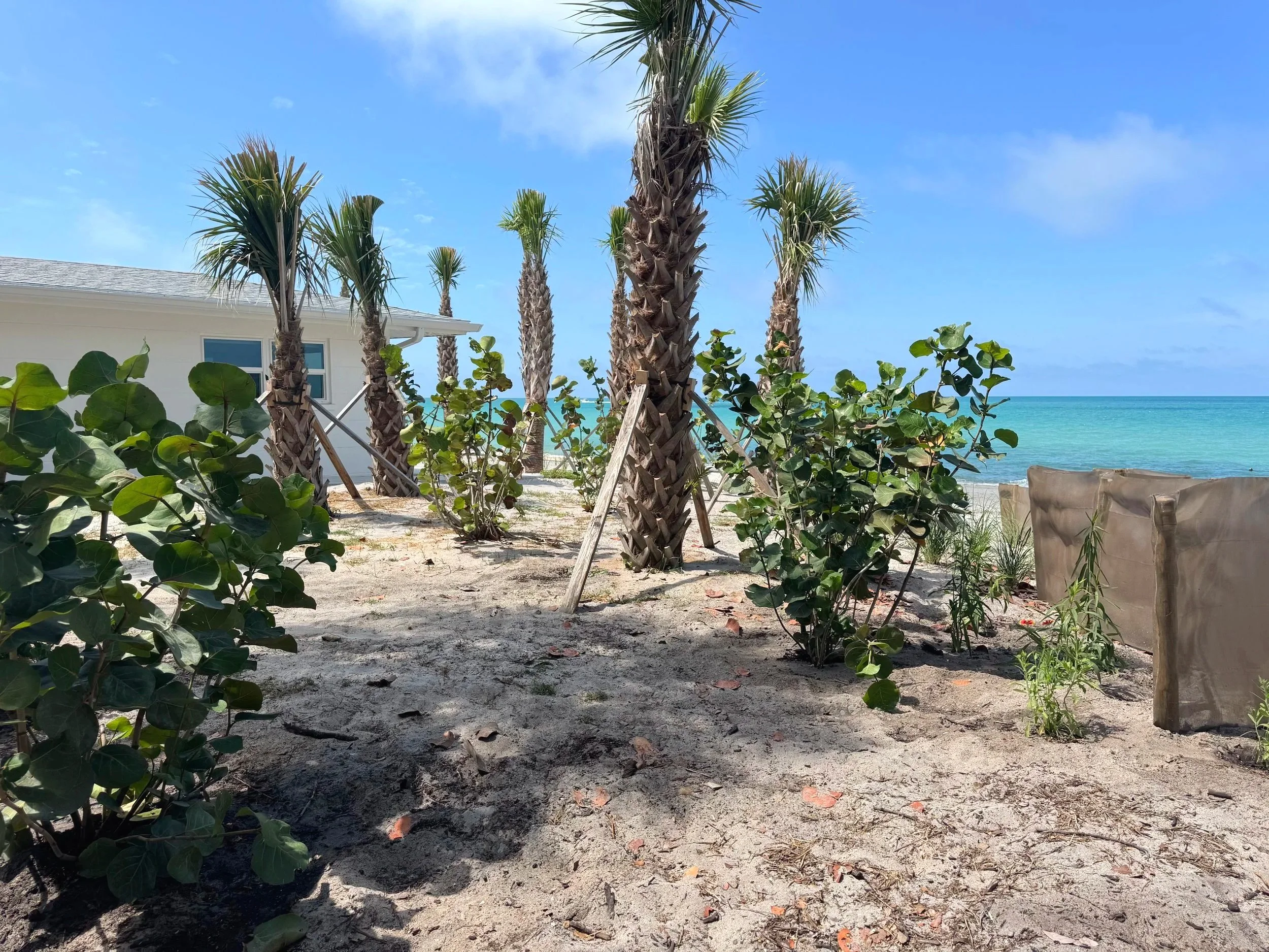 Sabal Palms planted for Storm Resistance
