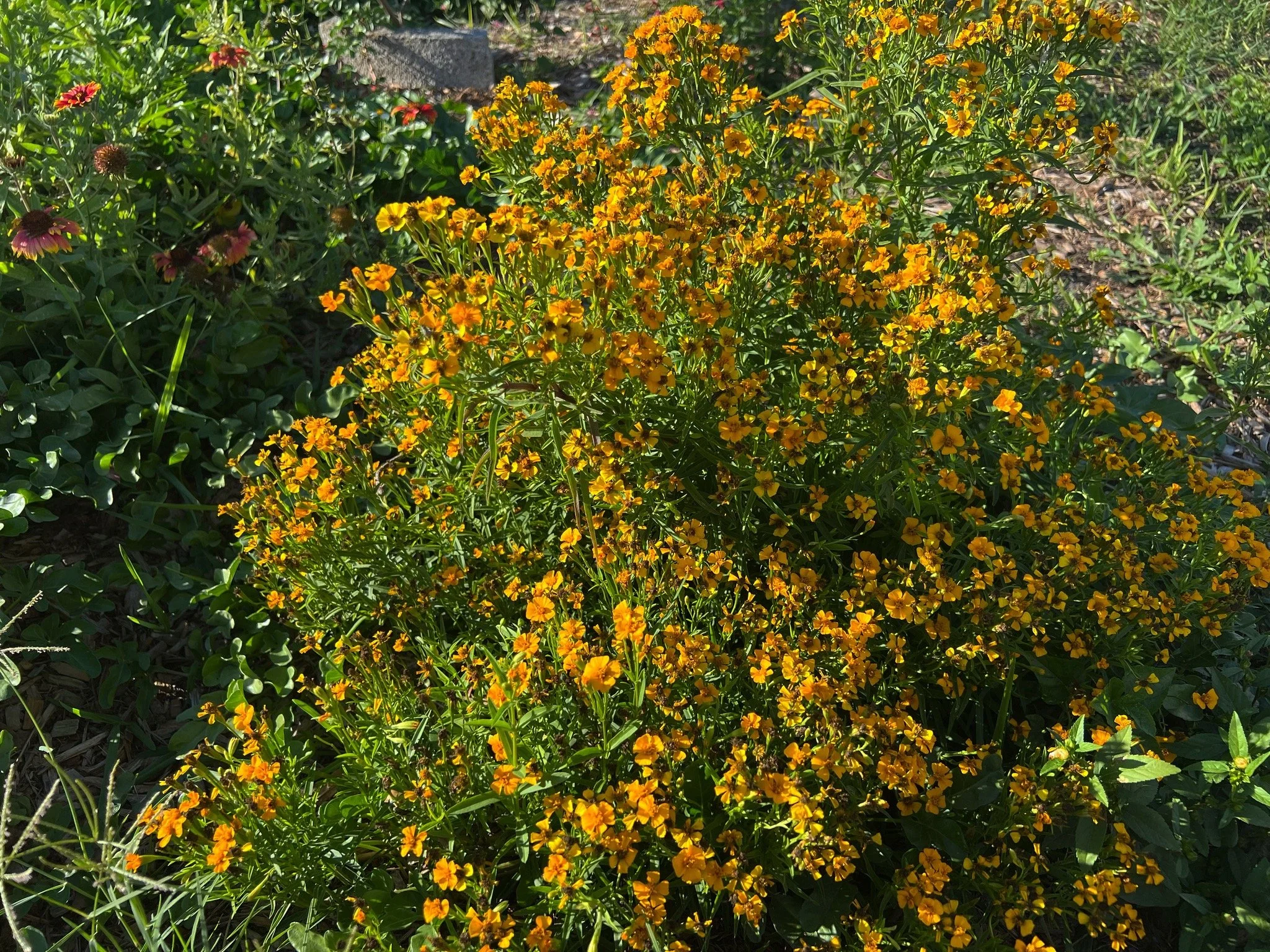 4D00D004-1090-46BA-96C1-254F66DA08B4 (1).jpeg