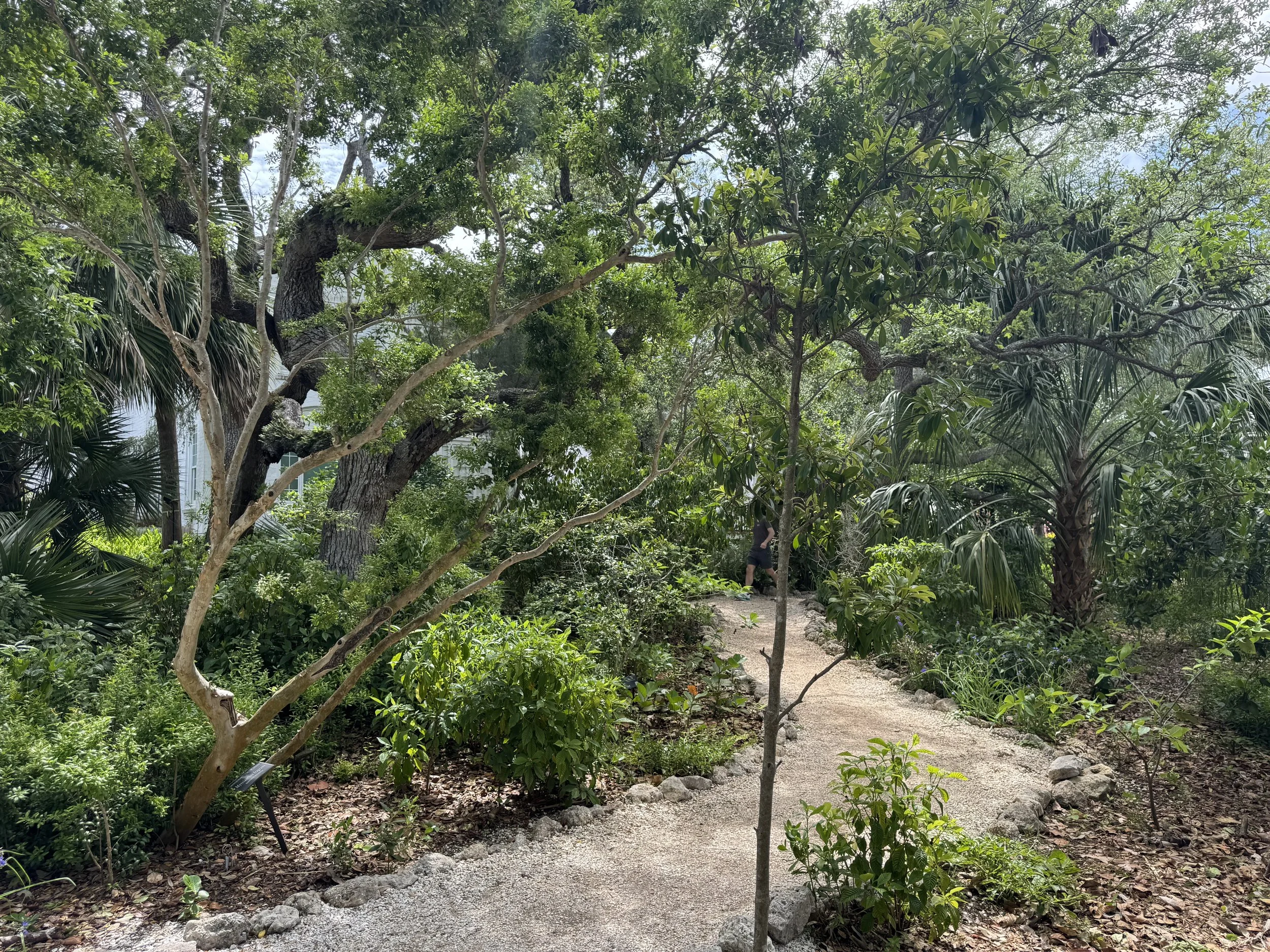 Florida Native Shade Garden