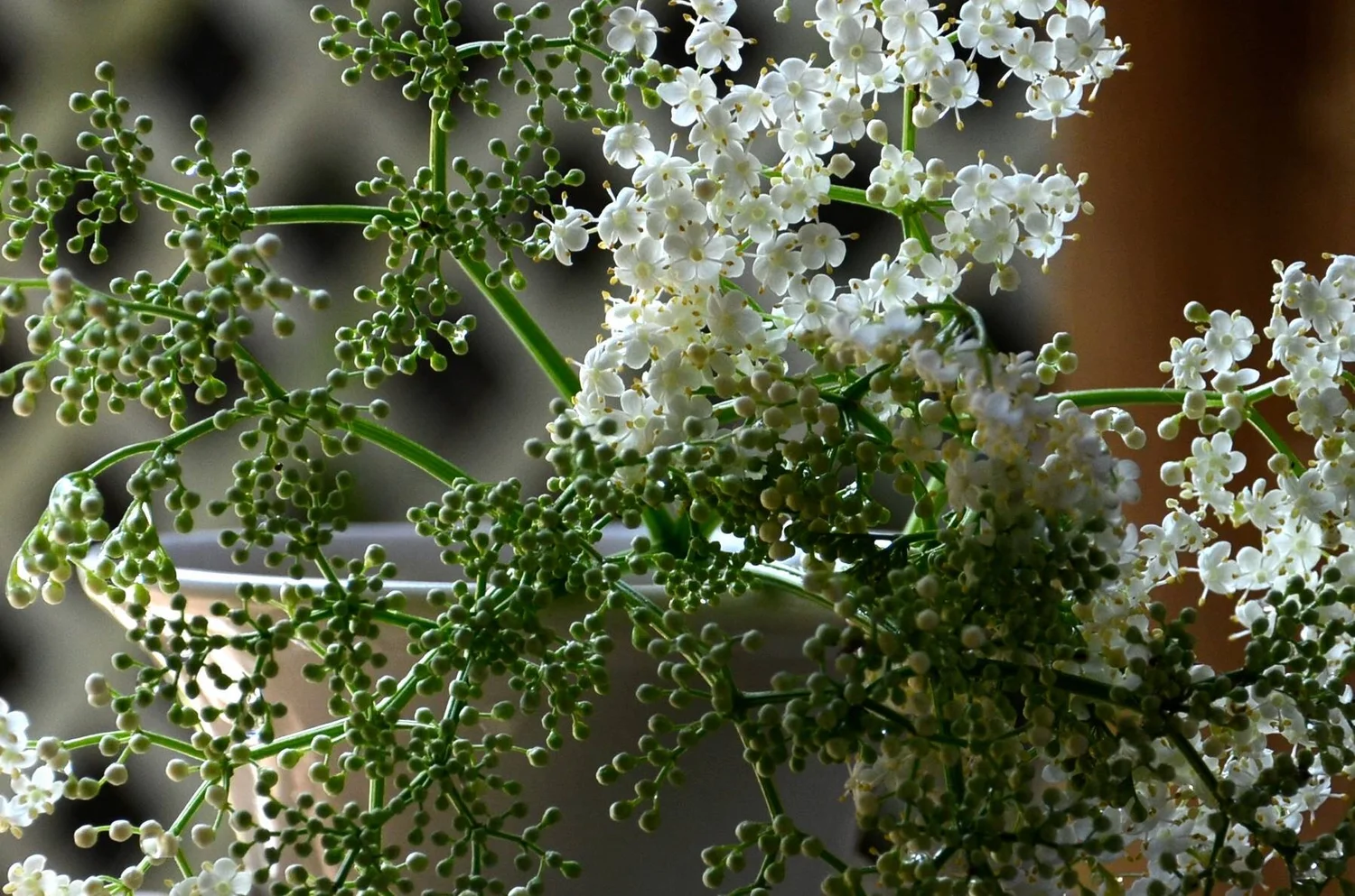 Elderberry Sambucus canadensis  Florida Native Plants Nursery & Landscaping