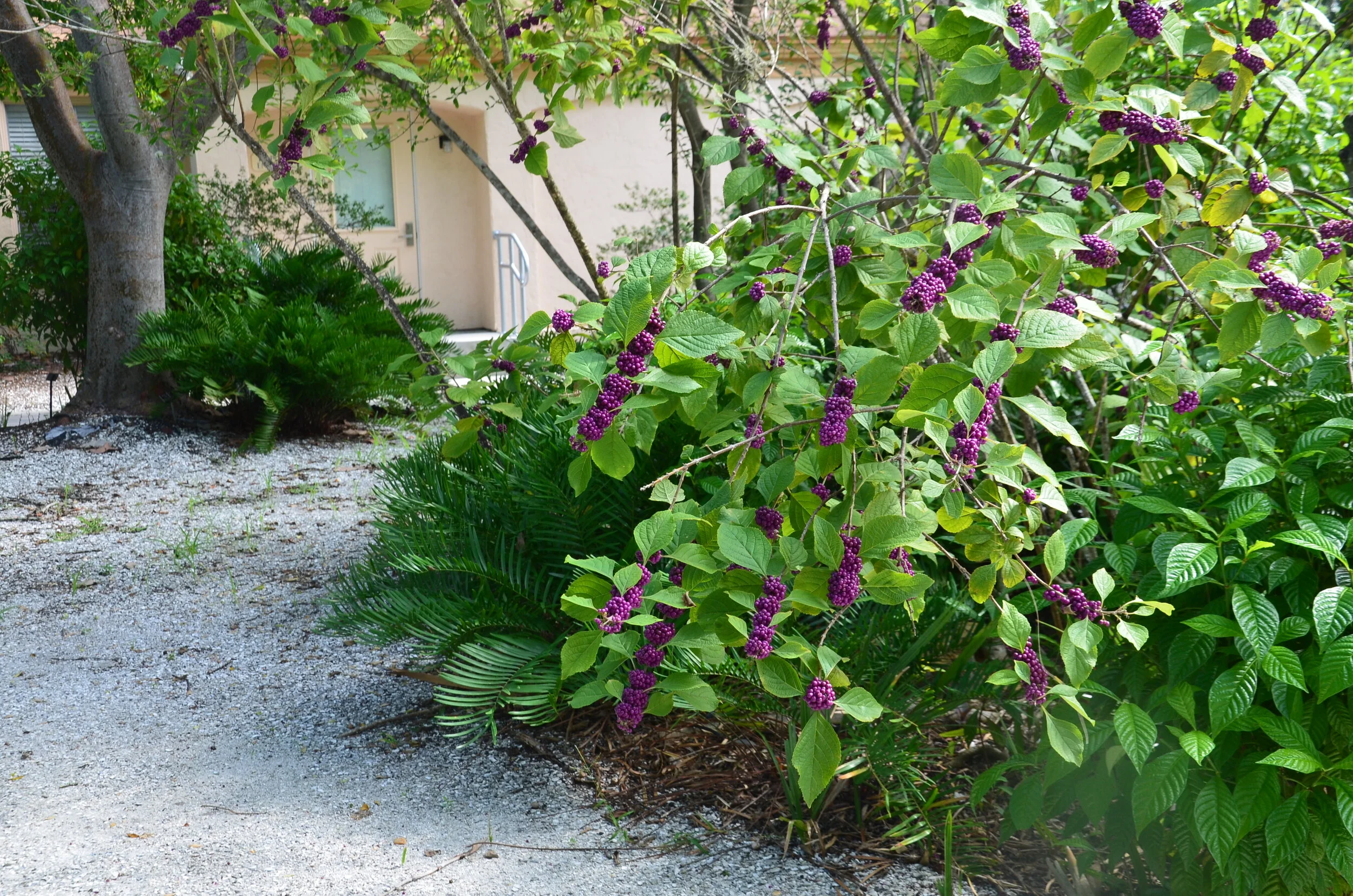 Green Buttonwood - Conocarpus erectus — Florida Native Plants Nursery