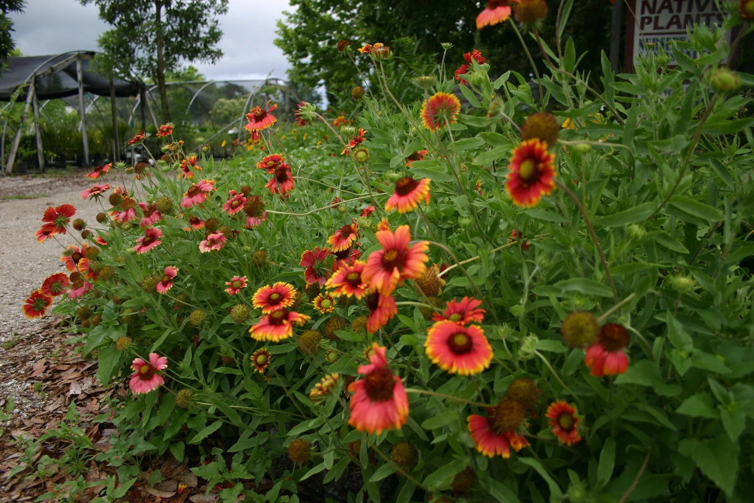 Blanket Flower - Gaillardia pulchella  Florida Native Plants Nursery &  Landscaping