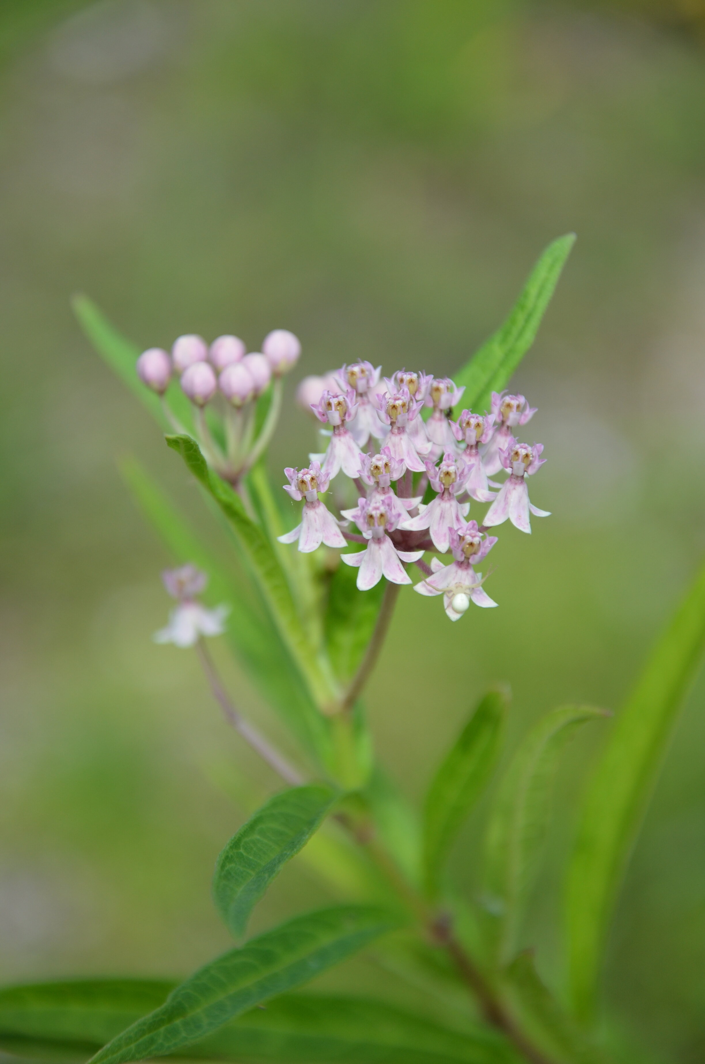 Native Pink Milkweed - Asclepias incarnata — Florida Native Plants ...