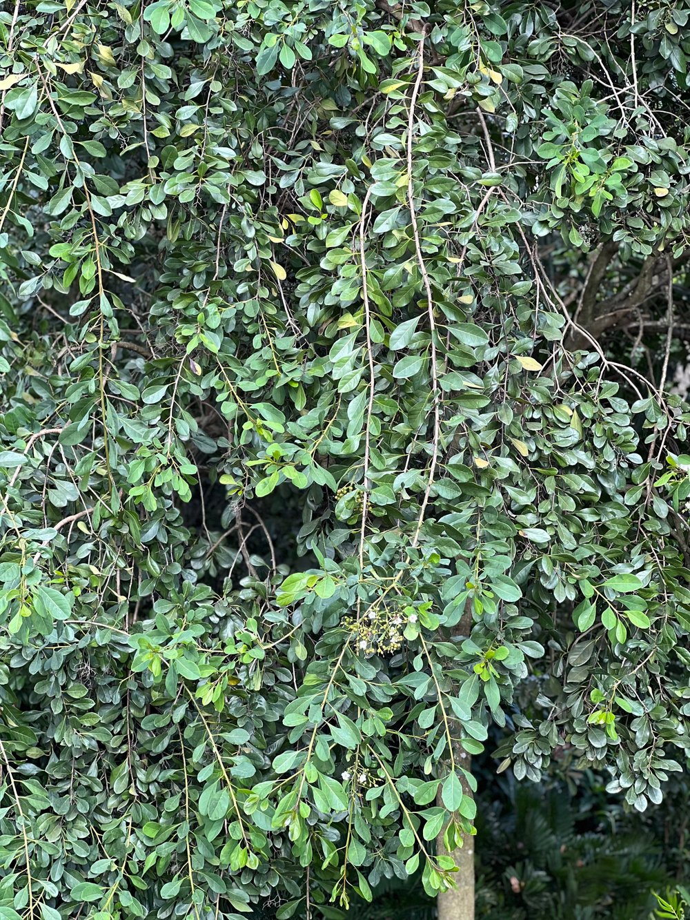 Bahama Strongbark Bourreria succulenta — Florida Native Plants Bahama Strongbark Bourreria succulenta — Florida Native Plants