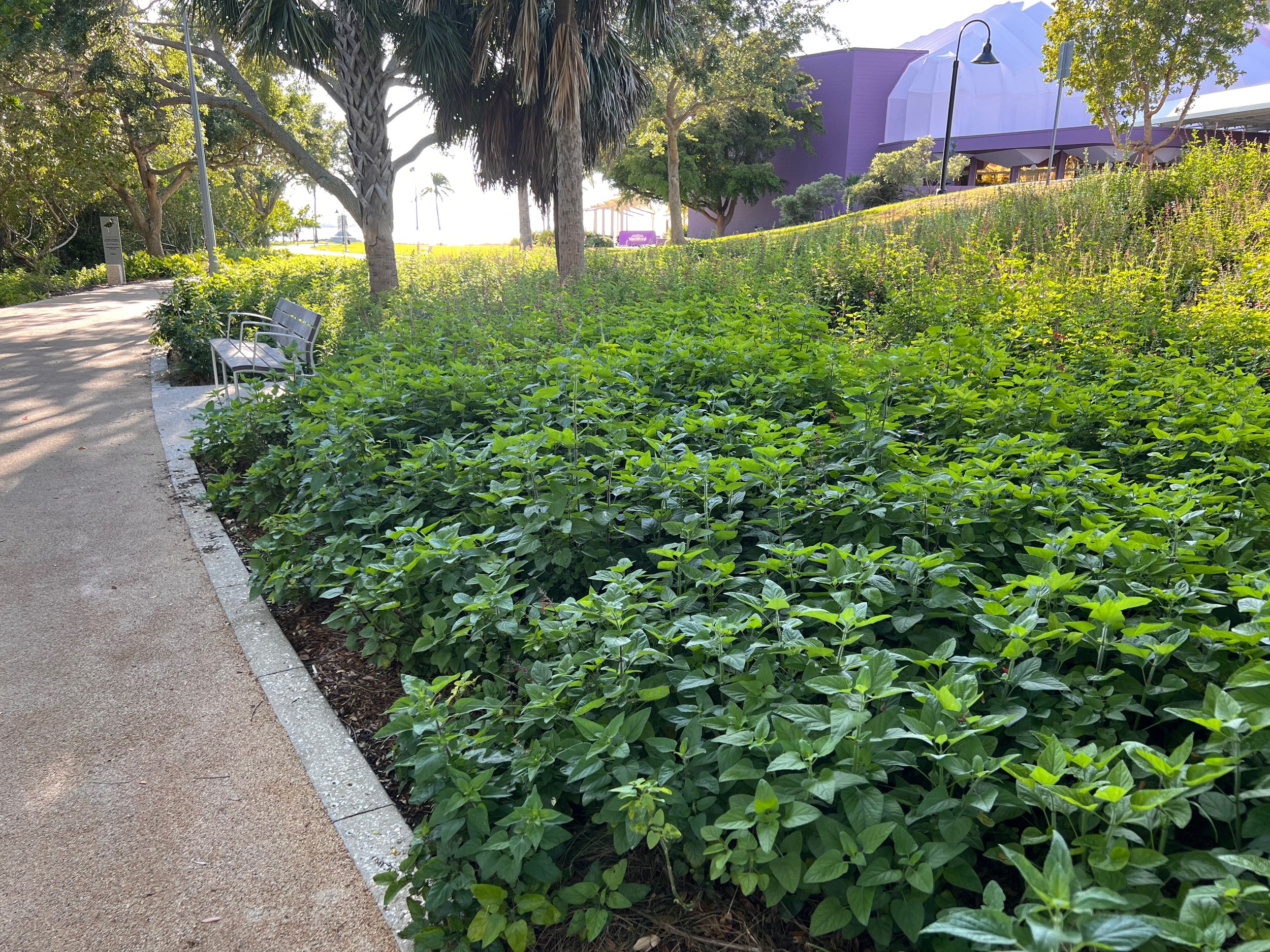 Tropical Sage, Salvia coccinea, in mass and not in bloom at the Bay Park in Sarasota, Florida.