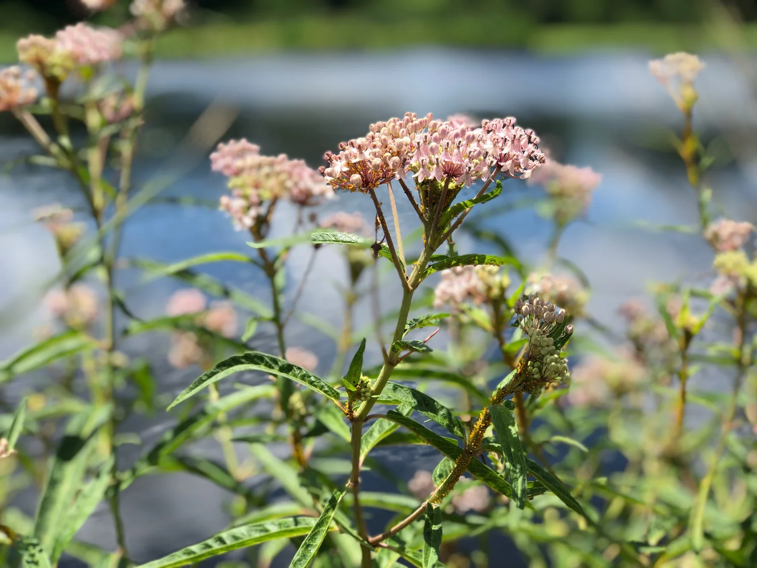 Senna mexicana var. Chapmanii, Chapman's Senna, aka Bahama Cassia