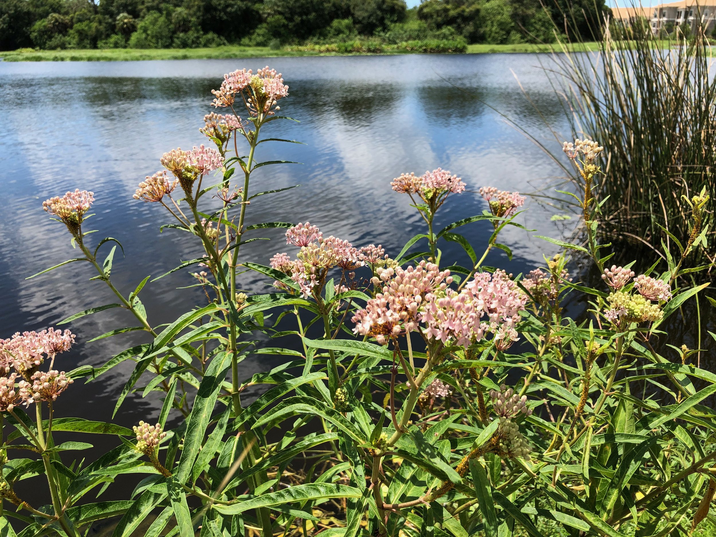 Native Pink Milkweed - Asclepias incarnata — Florida Native Plants ...