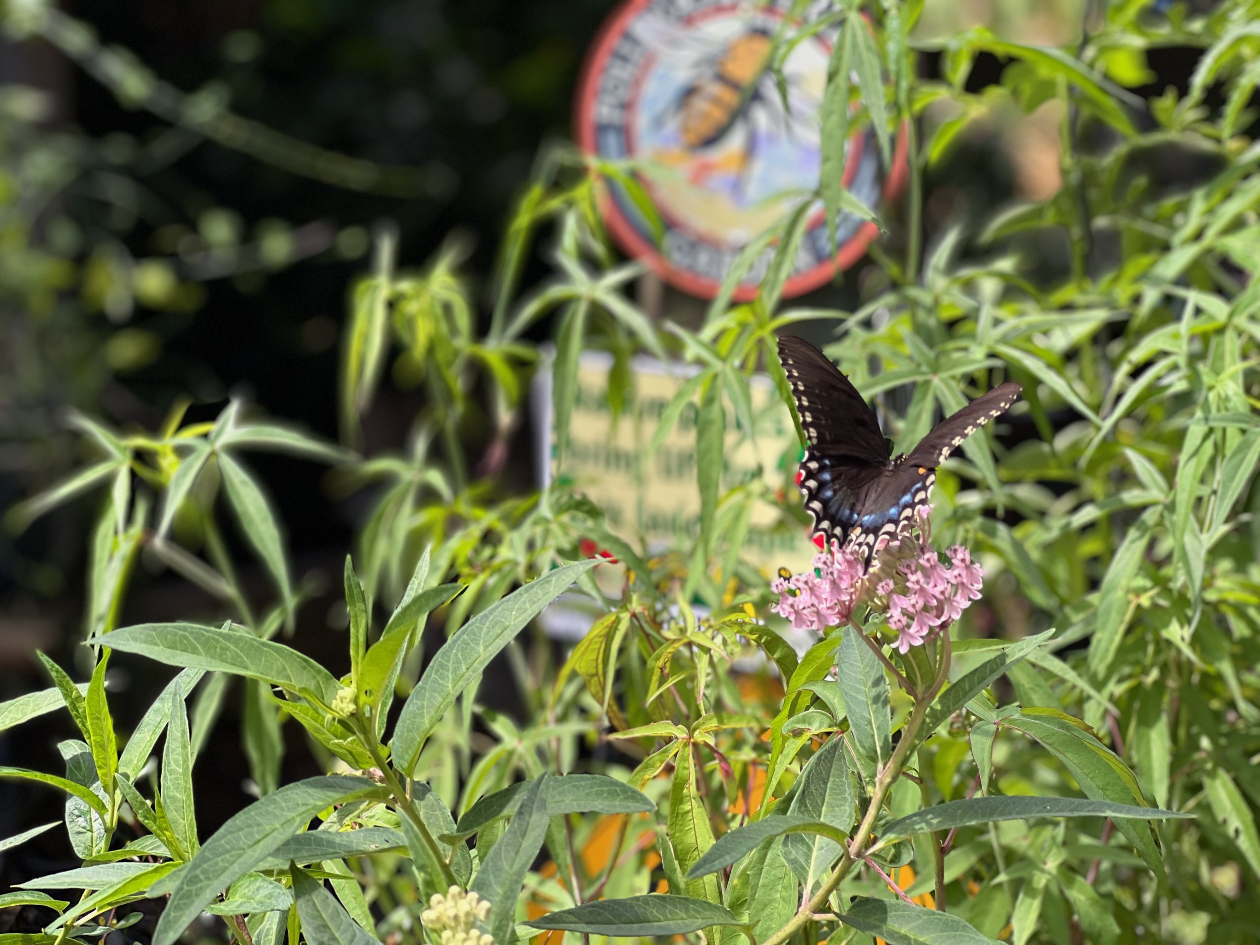 Native Pink Milkweed - Asclepias incarnata — Florida Native Plants ...