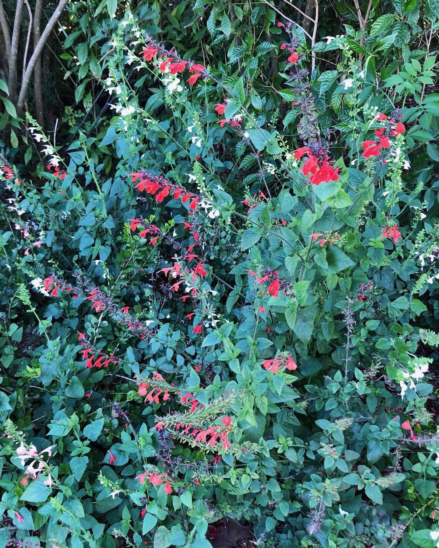 Tropical Sage, Salvia coccinea, in bloom with red, white and pink flowers at the Florida Native Plants Nursery