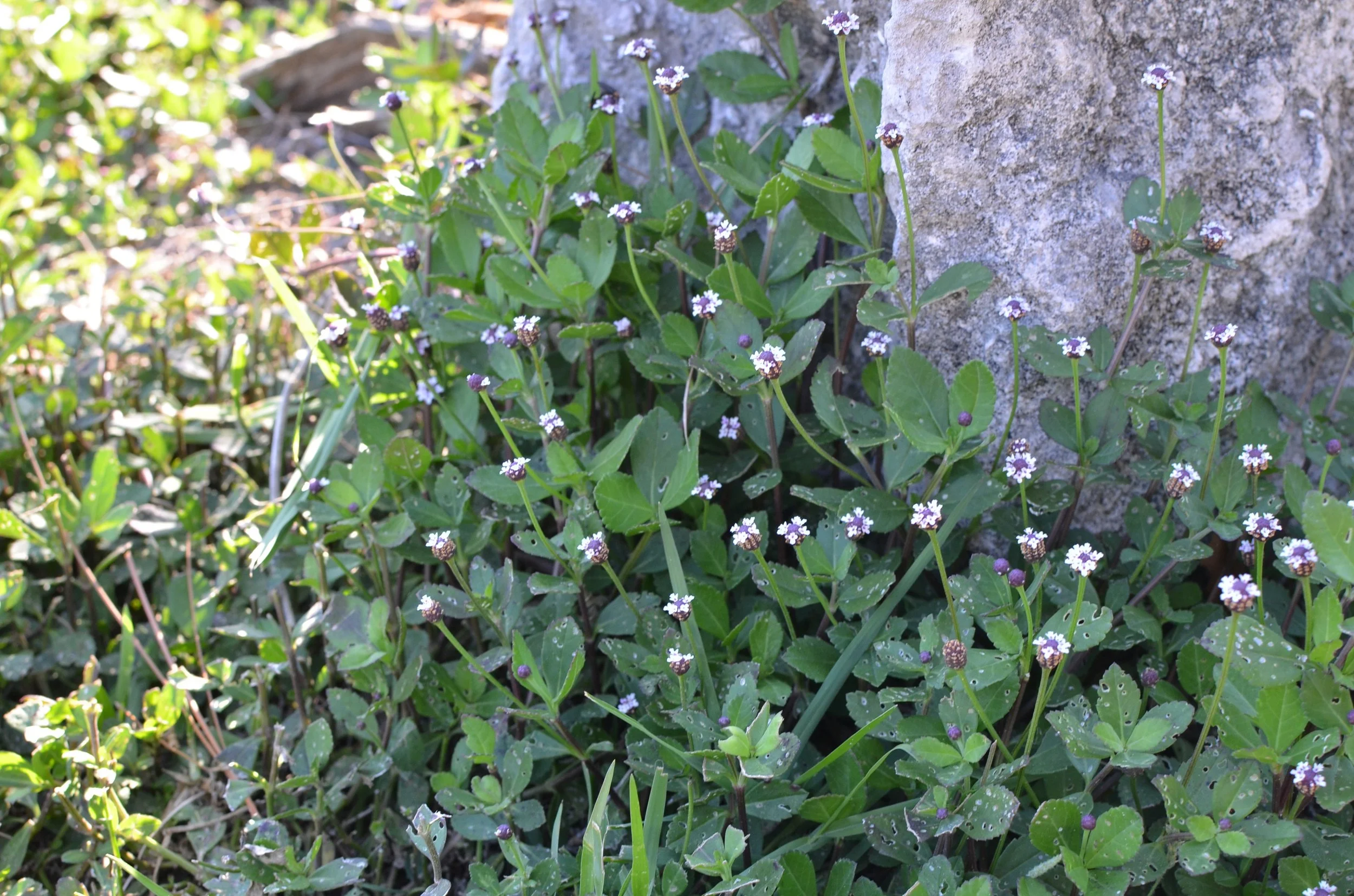 Senna mexicana var. Chapmanii, Chapman's Senna, aka Bahama Cassia