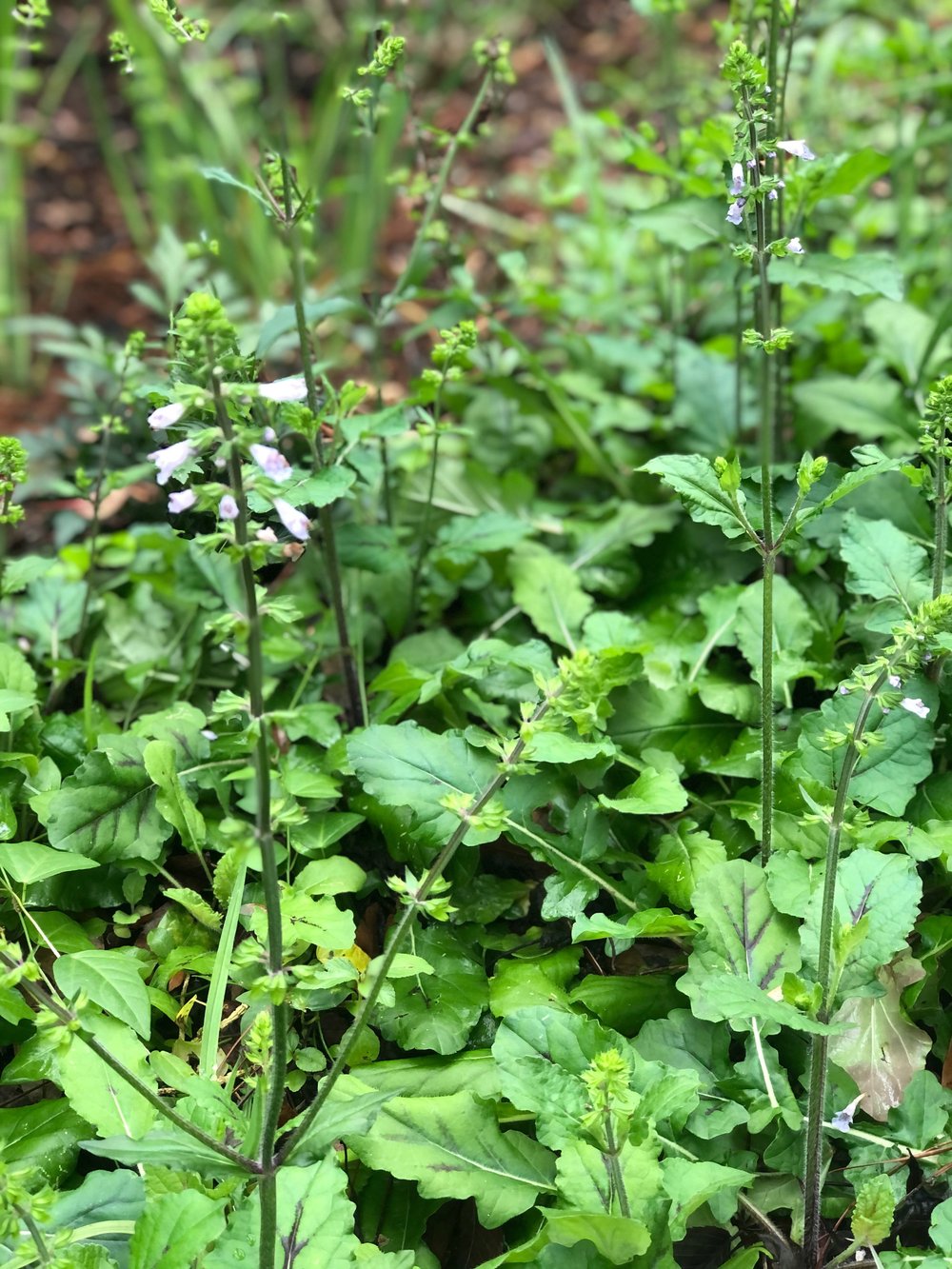 Lyreleaf Sage Salvia lyrata — Florida Native Plants Nursery