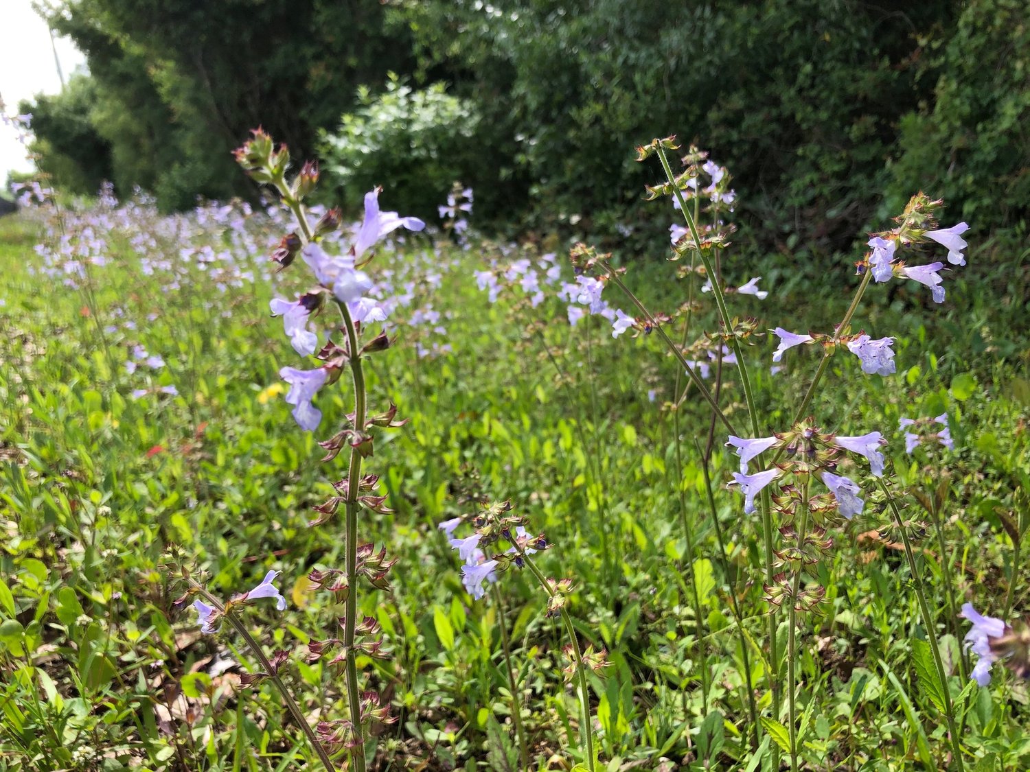 Lyreleaf Sage Salvia lyrata — Florida Native Plants Nursery