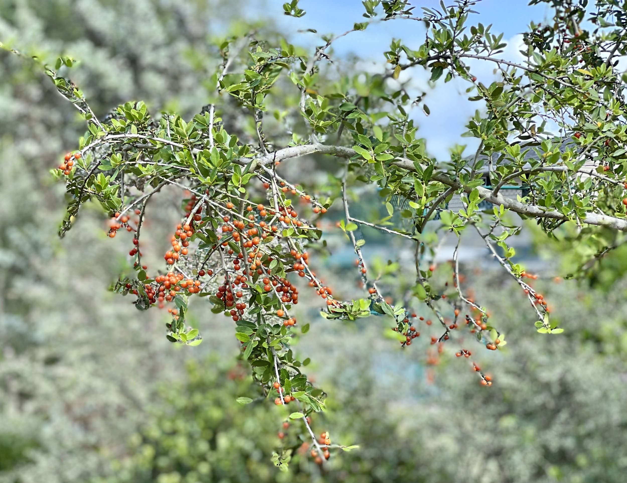 Detail image of the Florida native, Weeping Yaupon Holly, Ilex vomitoria 'Pendula', with red berries for birds in a garden for songbirds at Florida Native Plants Nursery in Sarasota, Florida.
