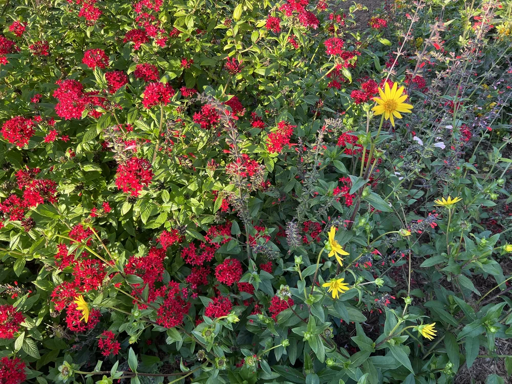 Tropical Sage - Salvia coccinea — Florida Native Plants Nursery