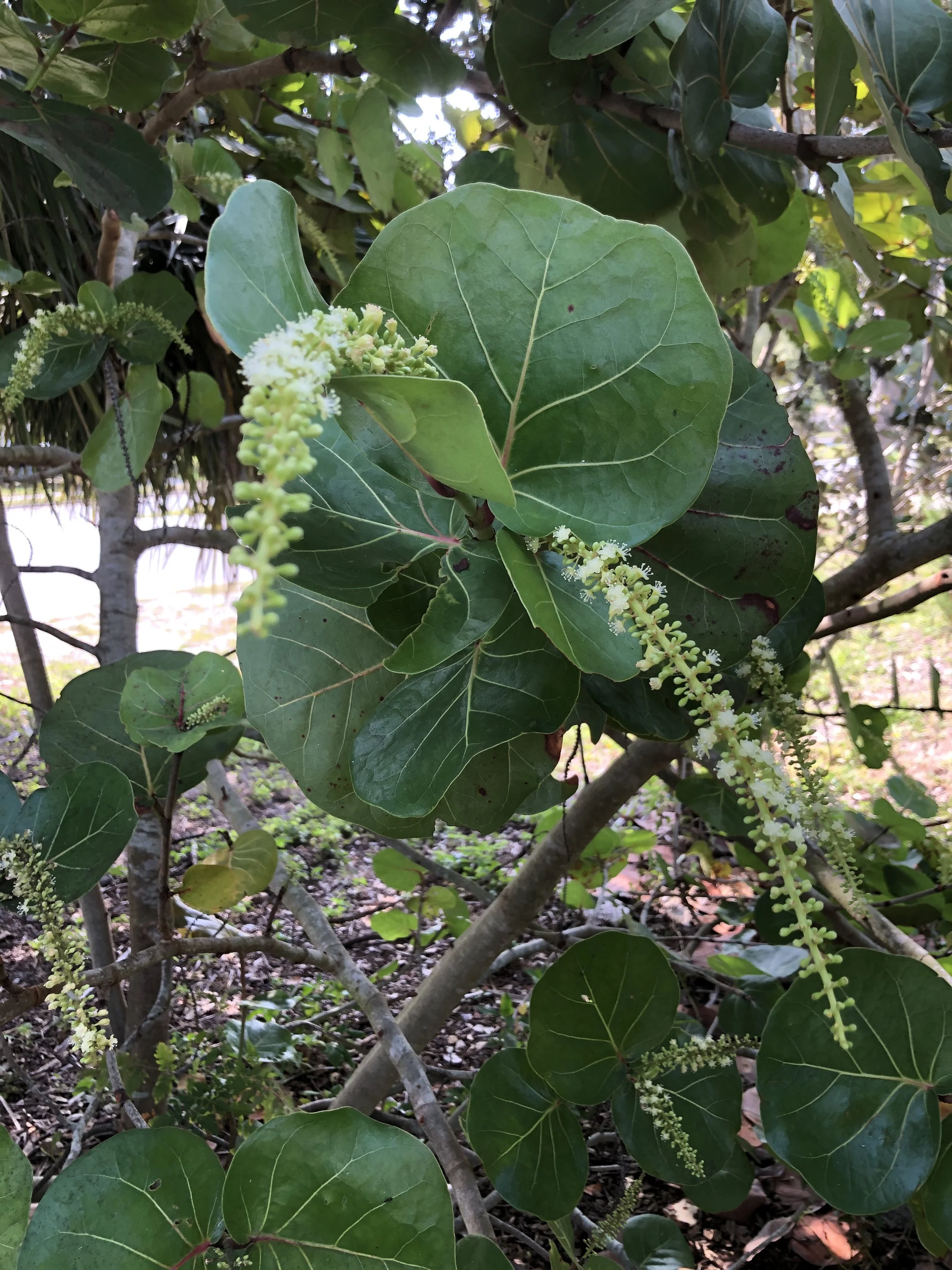 melochia-tomentosa-grayleaf-teabush-florida-native-plants-nursery