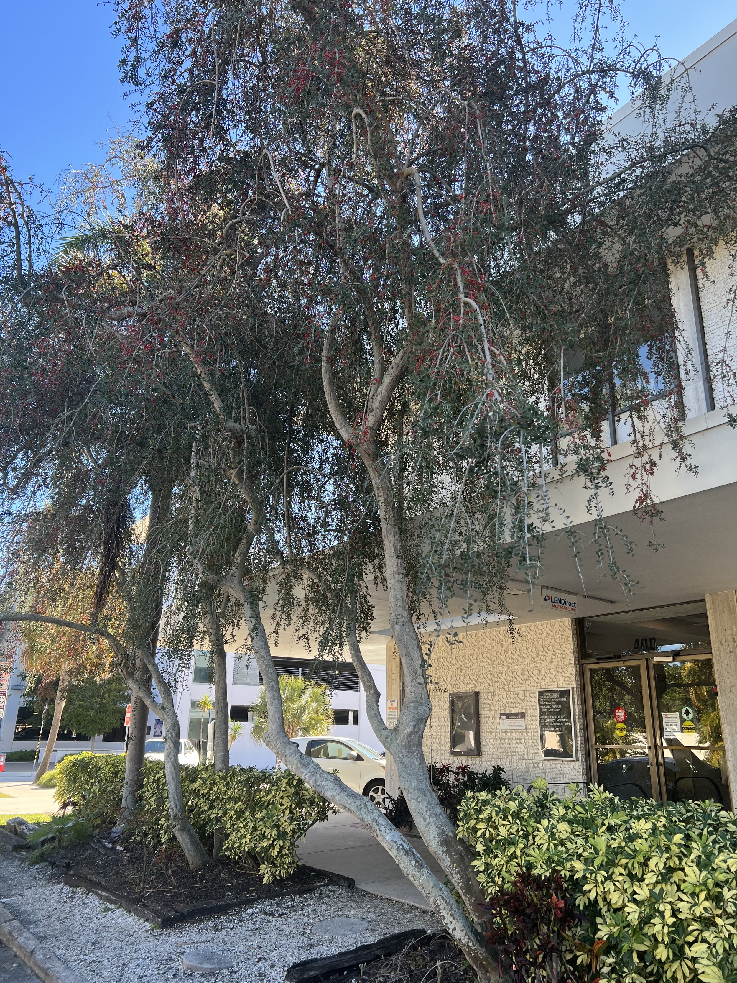 Weeping Yaupon Holly