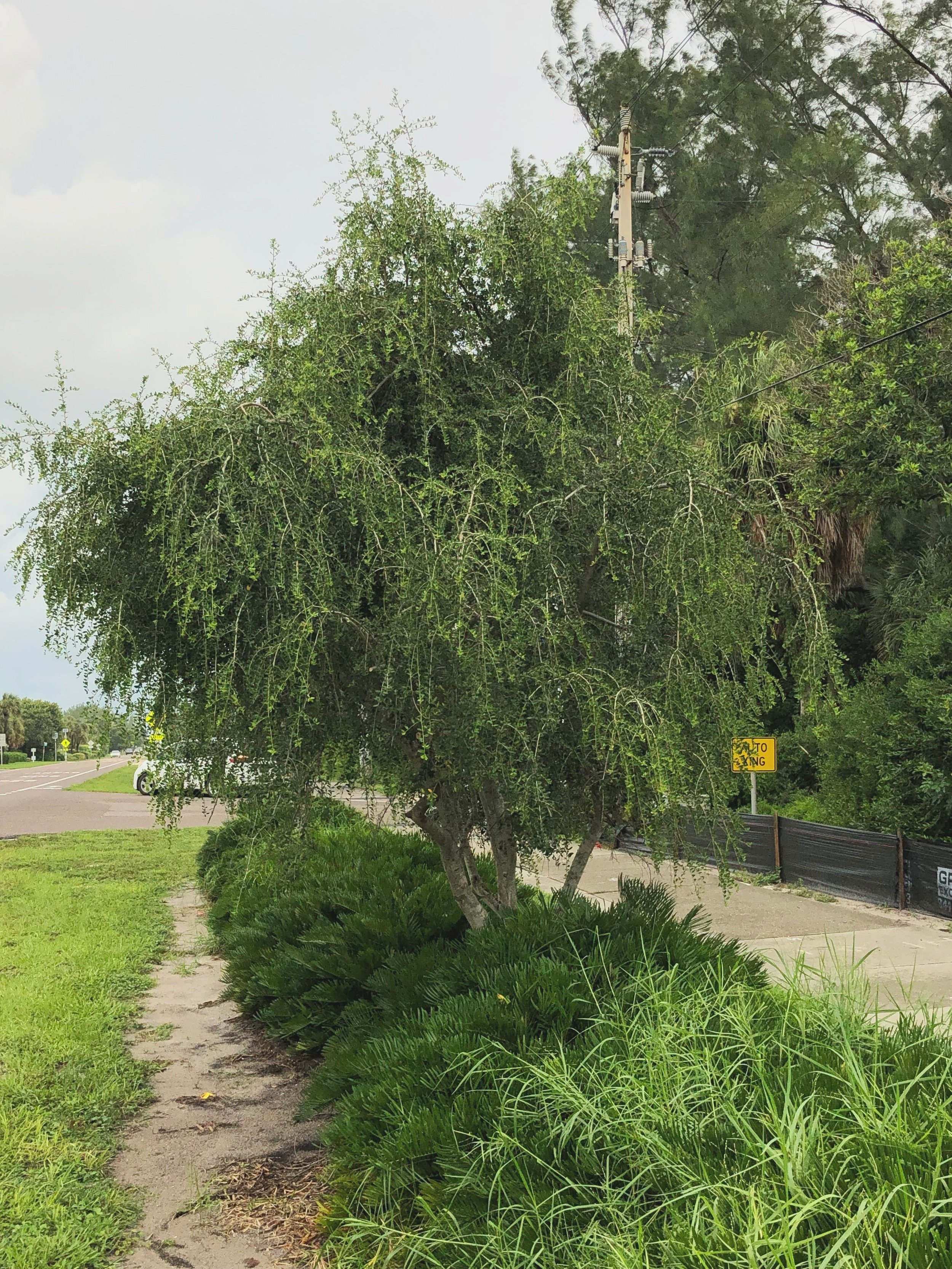 Weeping Yaupon Holly, Ilex vomitoria 'Pendula', young tree's in full sun planted alongside a sidewalk strip and a road in Sarasota, Florida.