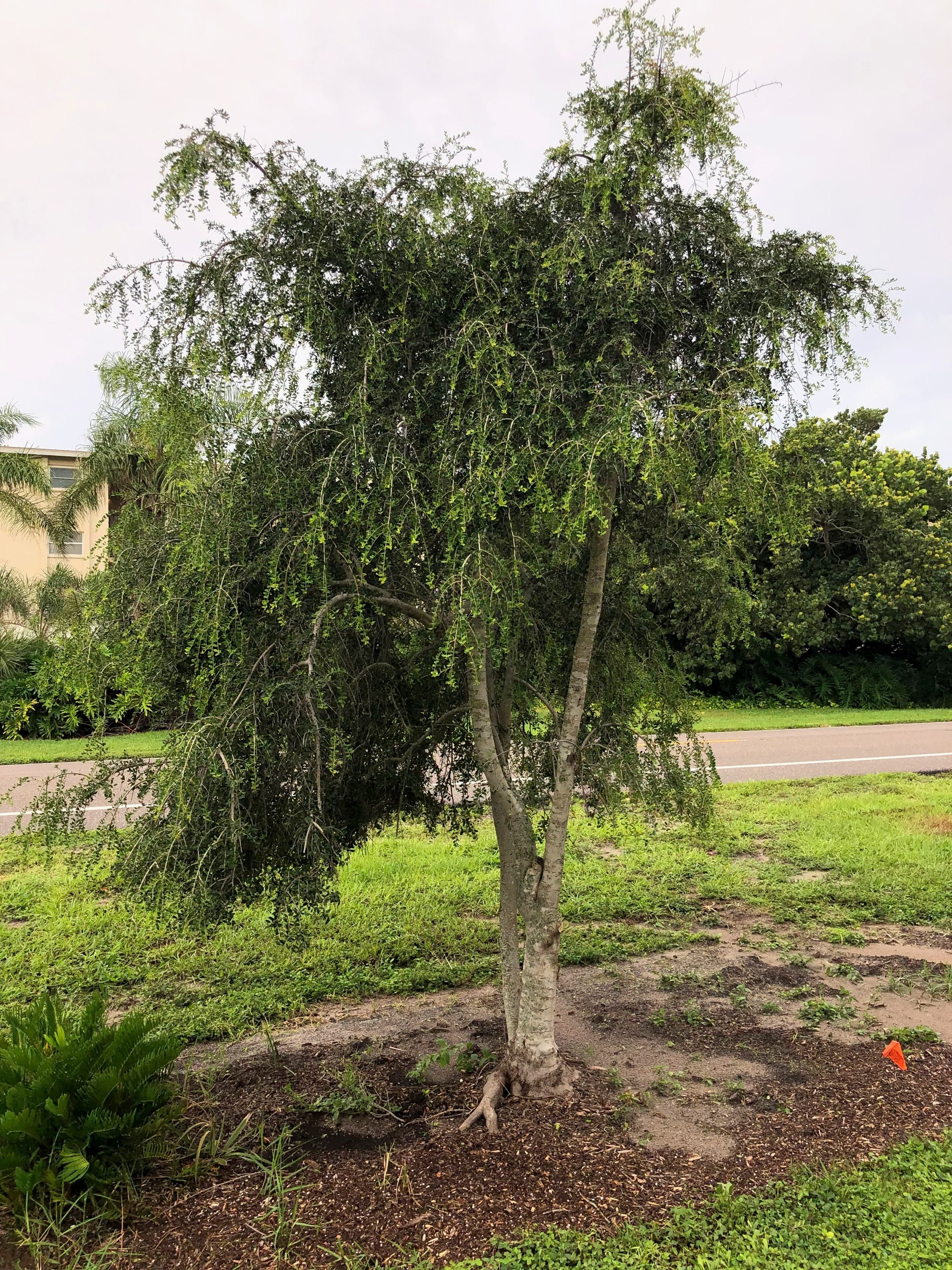 Weeping Yaupon Holly, Ilex vomitoria 'Pendula', young tree in full sun planted alongside a road in Sarasota, Florida.
