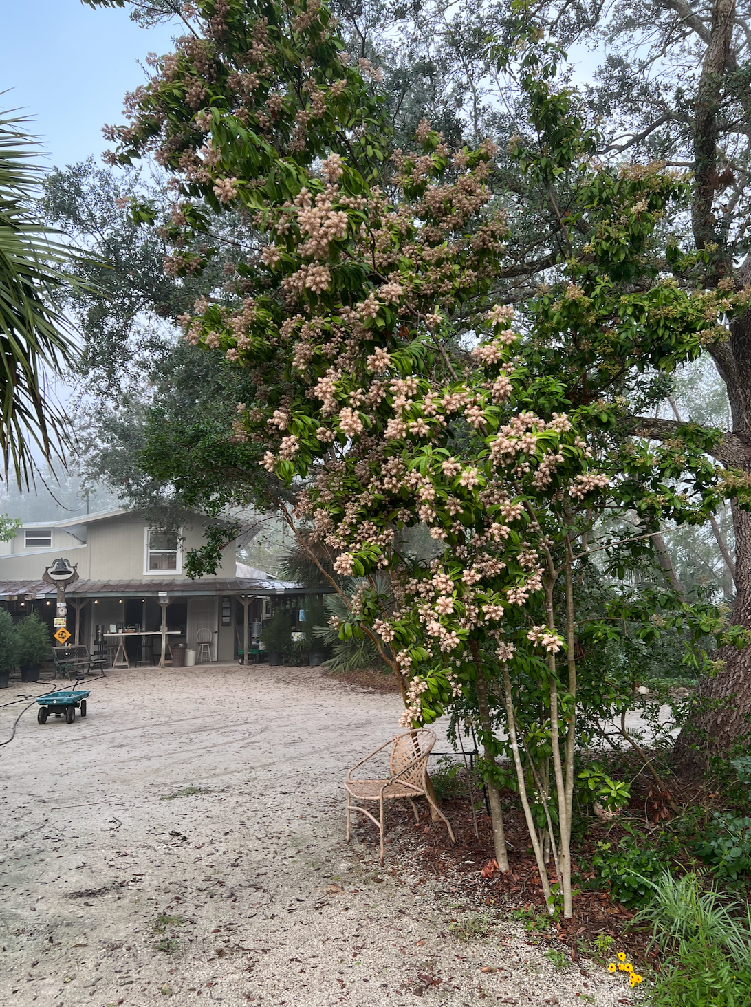 Walter's Viburnum (Viburnum obovatum) — Florida Native Plants Nursery ...