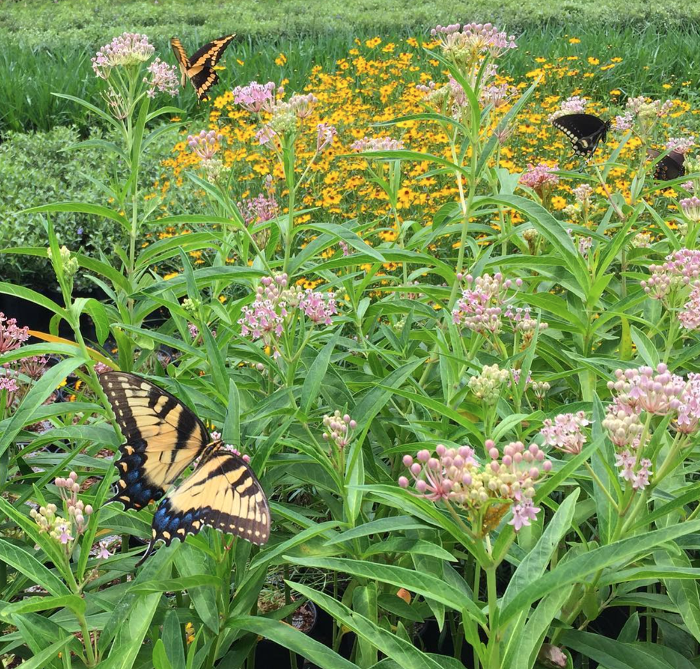 Native Pink Milkweed - Asclepias incarnata  Florida Native Plants Nursery  & Landscaping