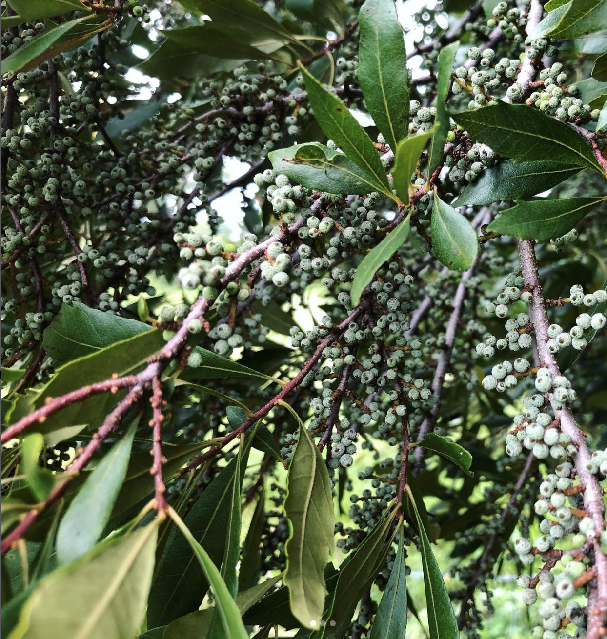 Walter's Viburnum (Viburnum obovatum) — Florida Native Plants Nursery ...