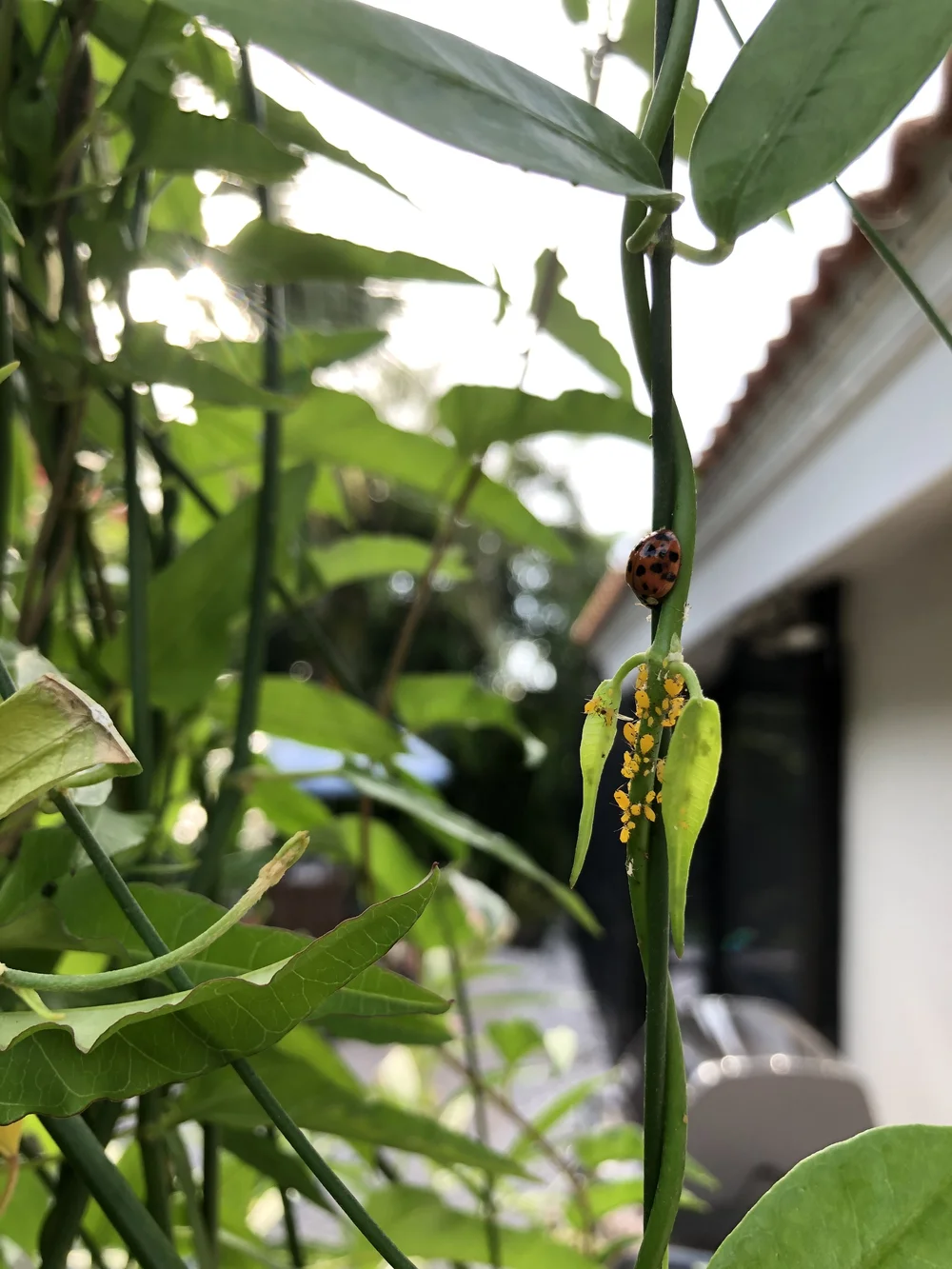 Senna mexicana var. Chapmanii, Chapman's Senna, aka Bahama Cassia